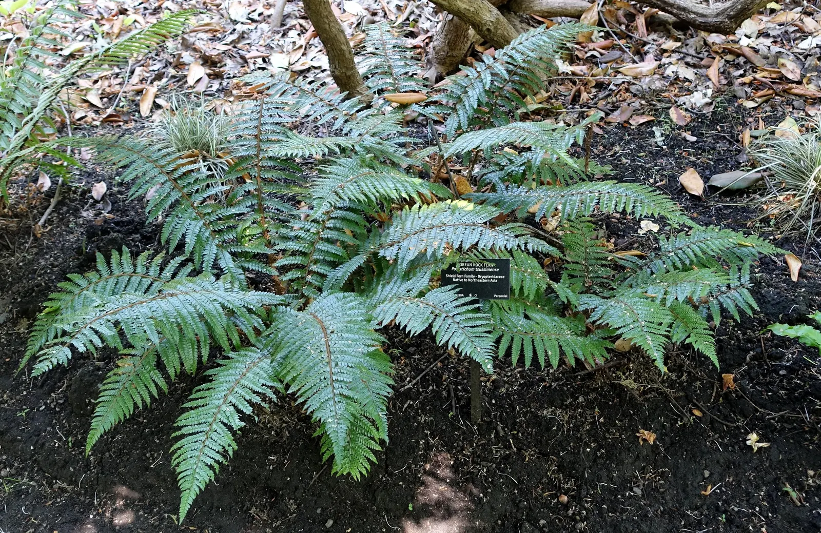 Korean Rock Fern (Polystichum tsus-simense) — This shade-loving fern thrives in USDA zones 5-8, favoring well-drained, humus-rich soil