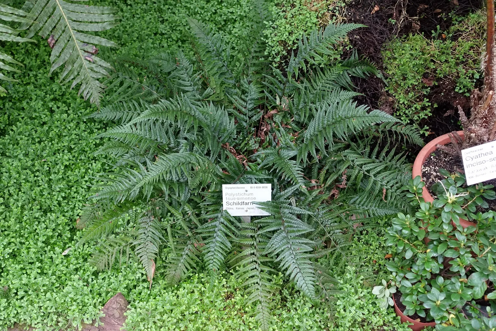 Korean Rock Fern (Polystichum tsus-simense) — This shade-loving fern thrives in USDA zones 5-8, favoring well-drained, humus-rich soil; but avoid waterlogged
