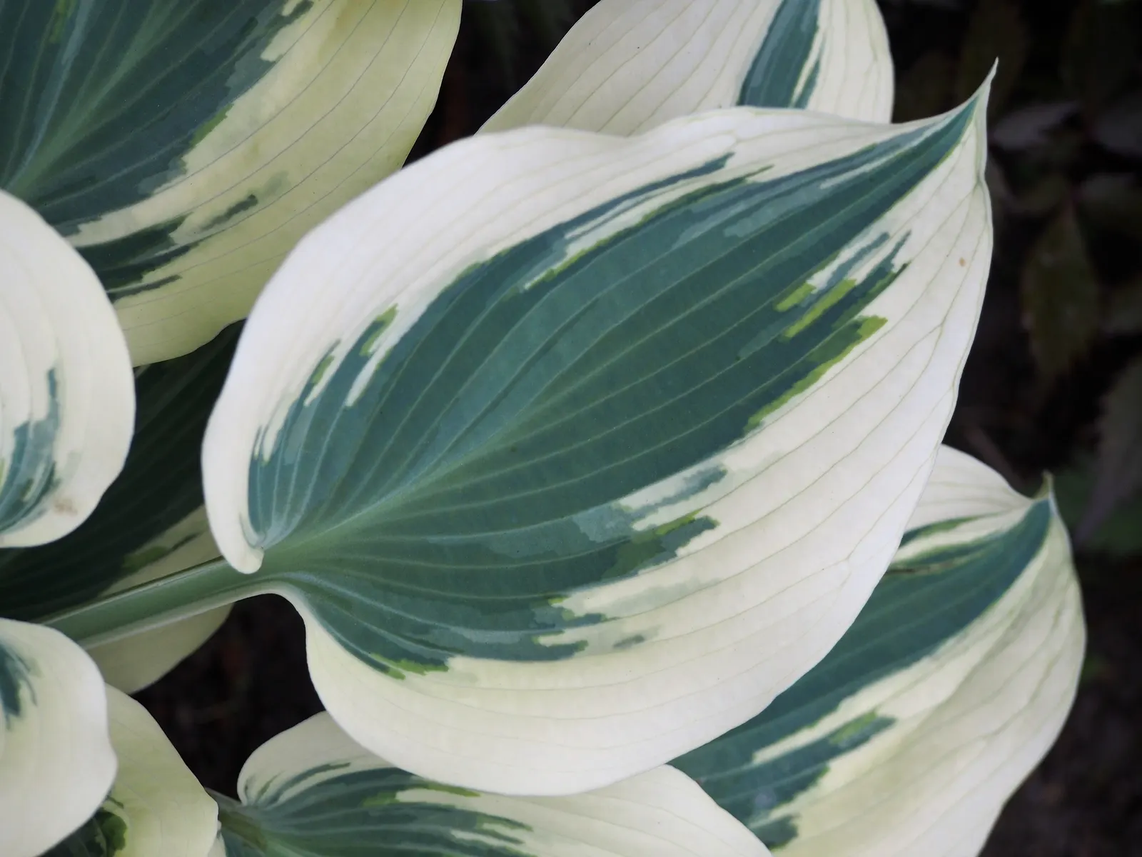 Blue Ivory Hosta (Hosta 'Blue Ivory') — The Hosta 'Blue Ivory' is a perennial with striking foliage