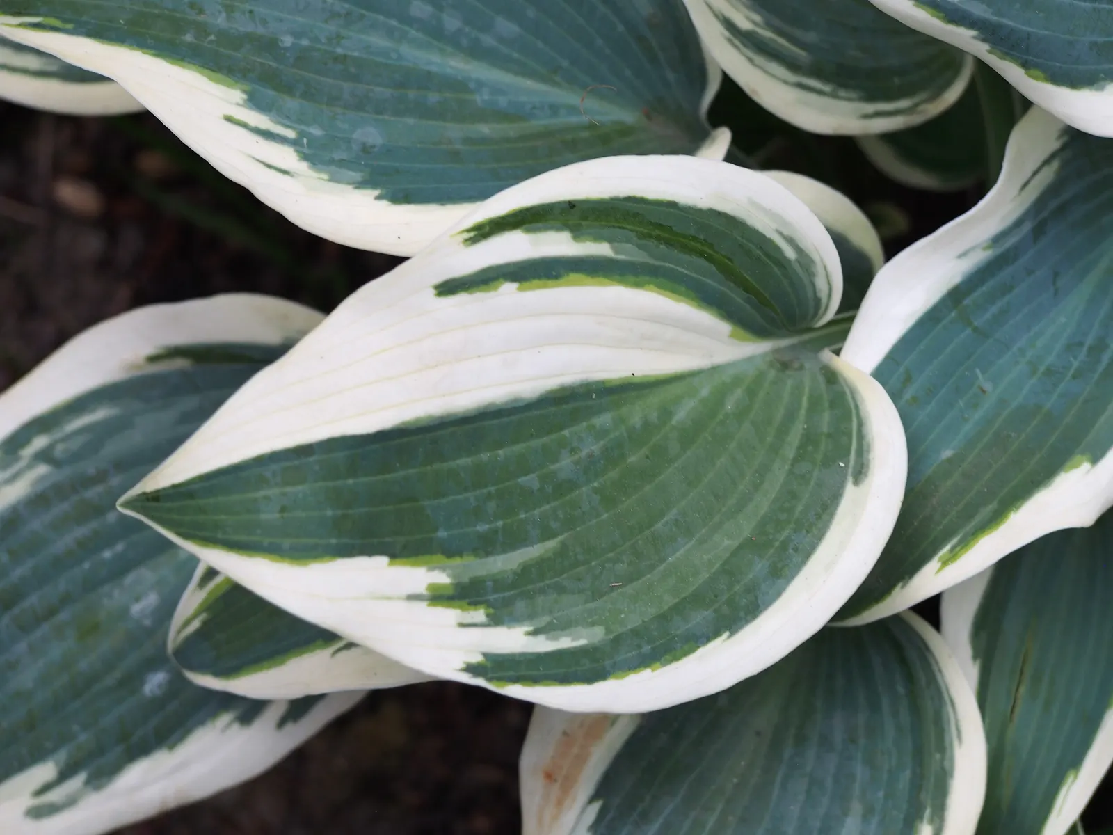 Blue Ivory Hosta (Hosta 'Blue Ivory') — showcasing blue leaves edged in creamy white margins