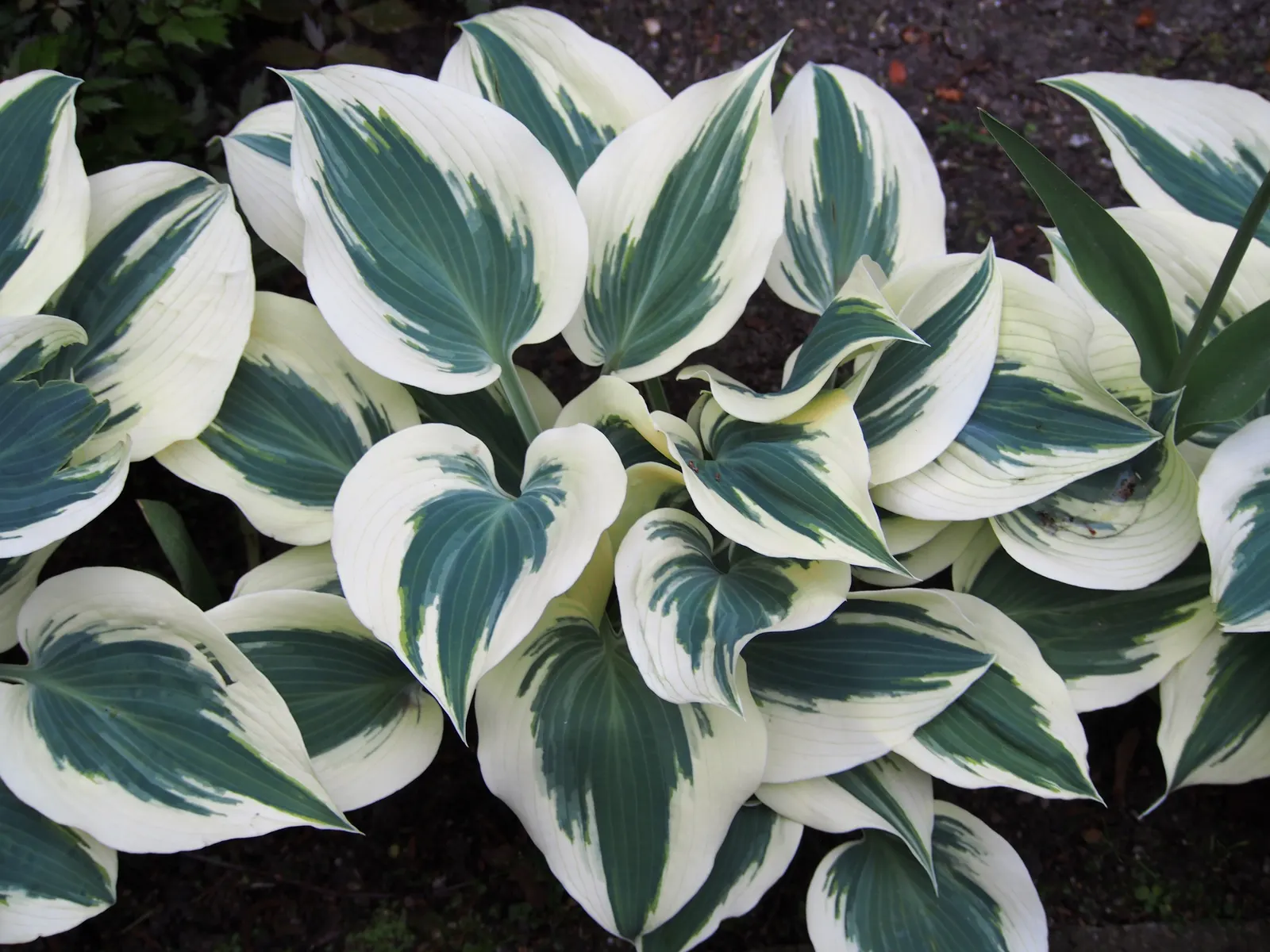 Blue Ivory Hosta (Hosta 'Blue Ivory') — Reaching around 16 inches in height and spreading up to 30 inches, it's ideal for shade gardens