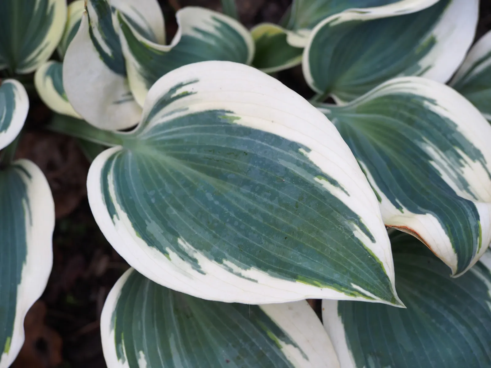 Blue Ivory Hosta (Hosta 'Blue Ivory') — This variety thrives in USDA zones 3-8, preferring moist, well-drained soil