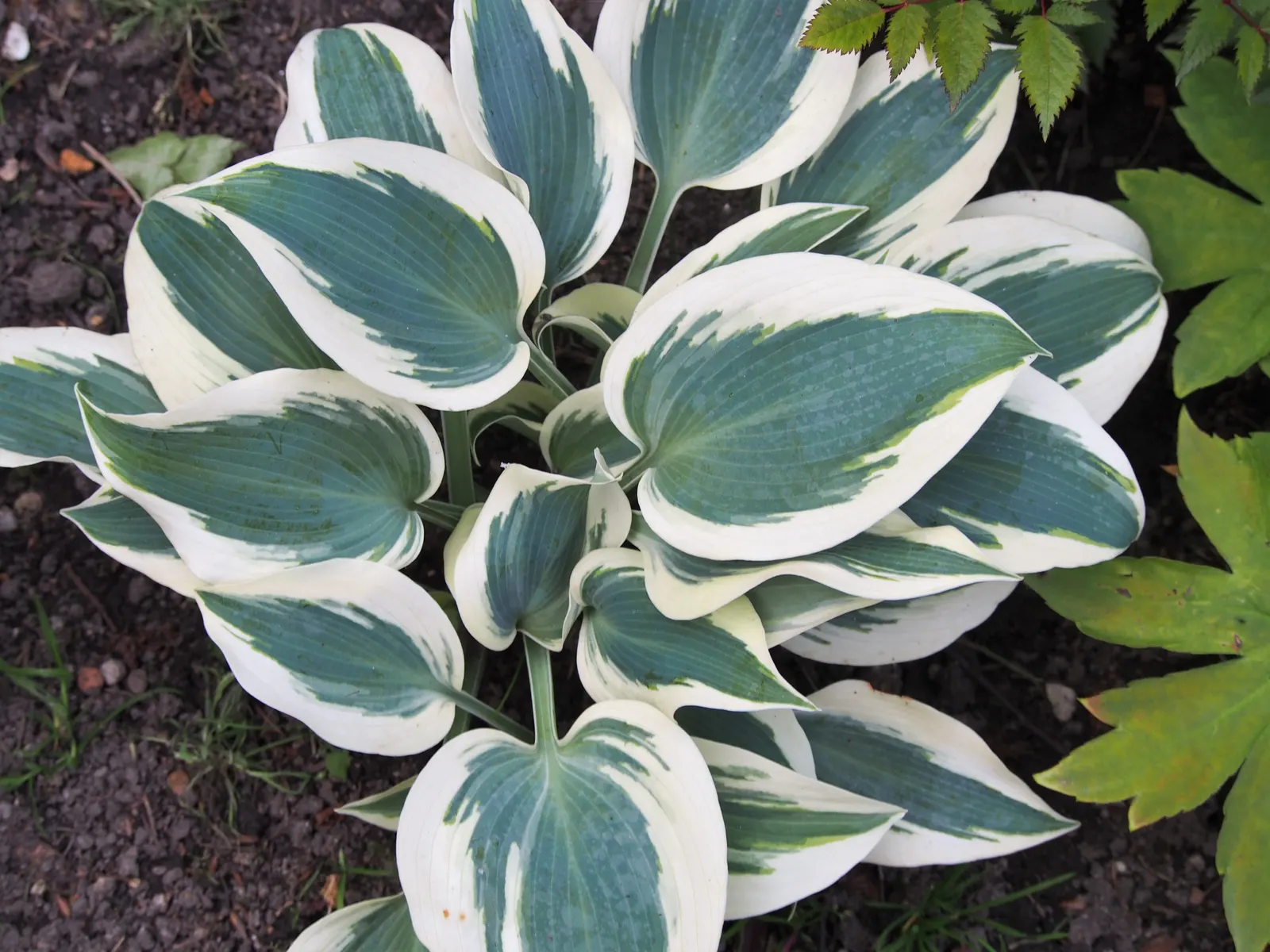 Blue Ivory Hosta (Hosta 'Blue Ivory') — Lavender flowers bloom in midsummer, adding a touch of color