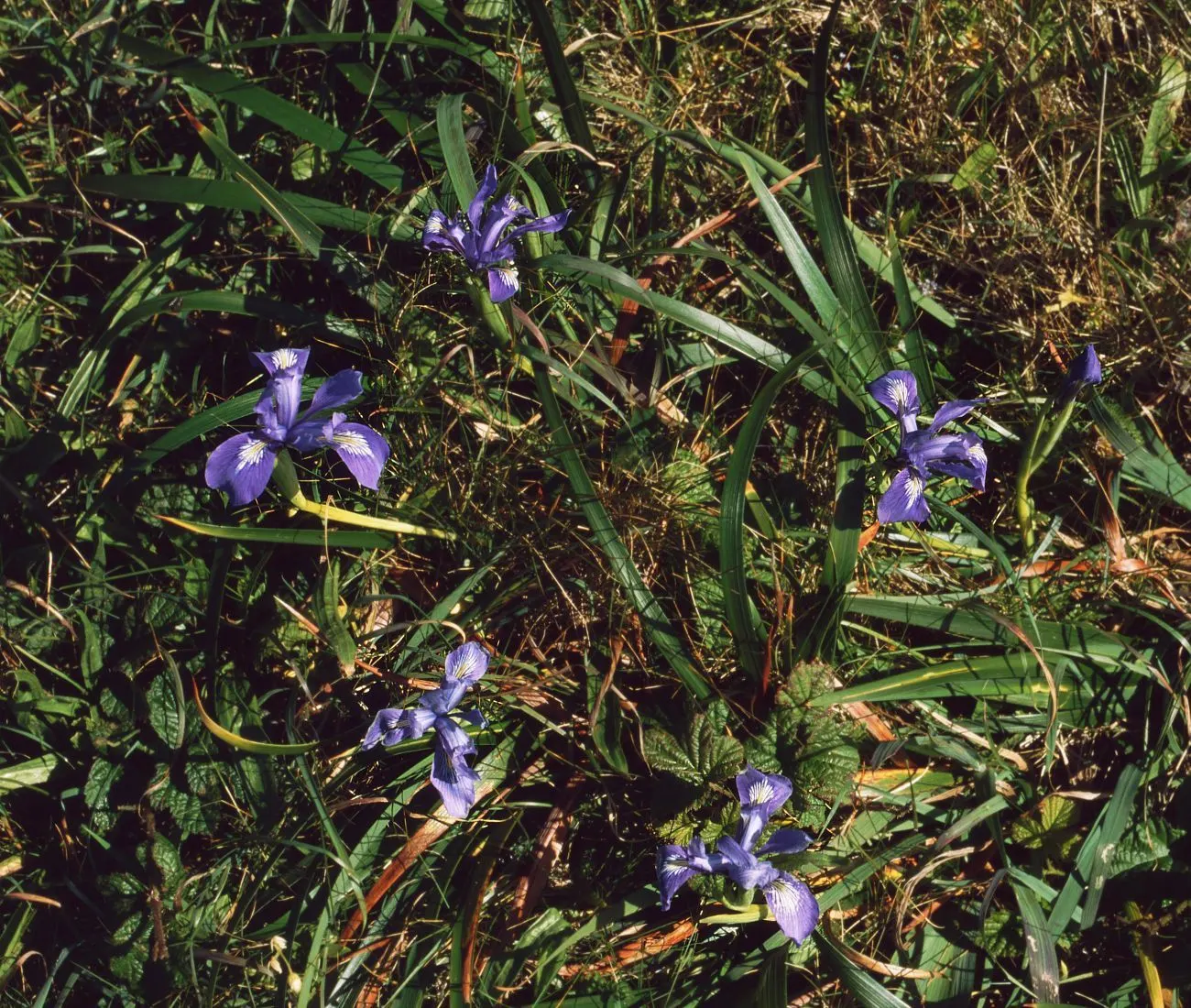 Douglas Iris (Iris Douglasiana) — it boasts vibrant purple-blue flowers with yellow-white markings