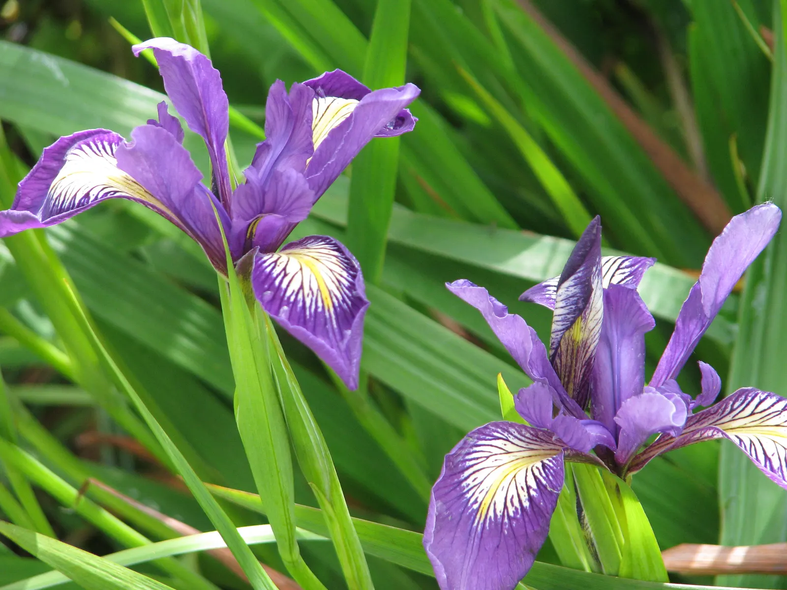 Douglas Iris (Iris Douglasiana) — Iris douglasiana, commonly known as Douglas Iris, is a hardy, evergreen perennial thriving in USDA zones 7-9