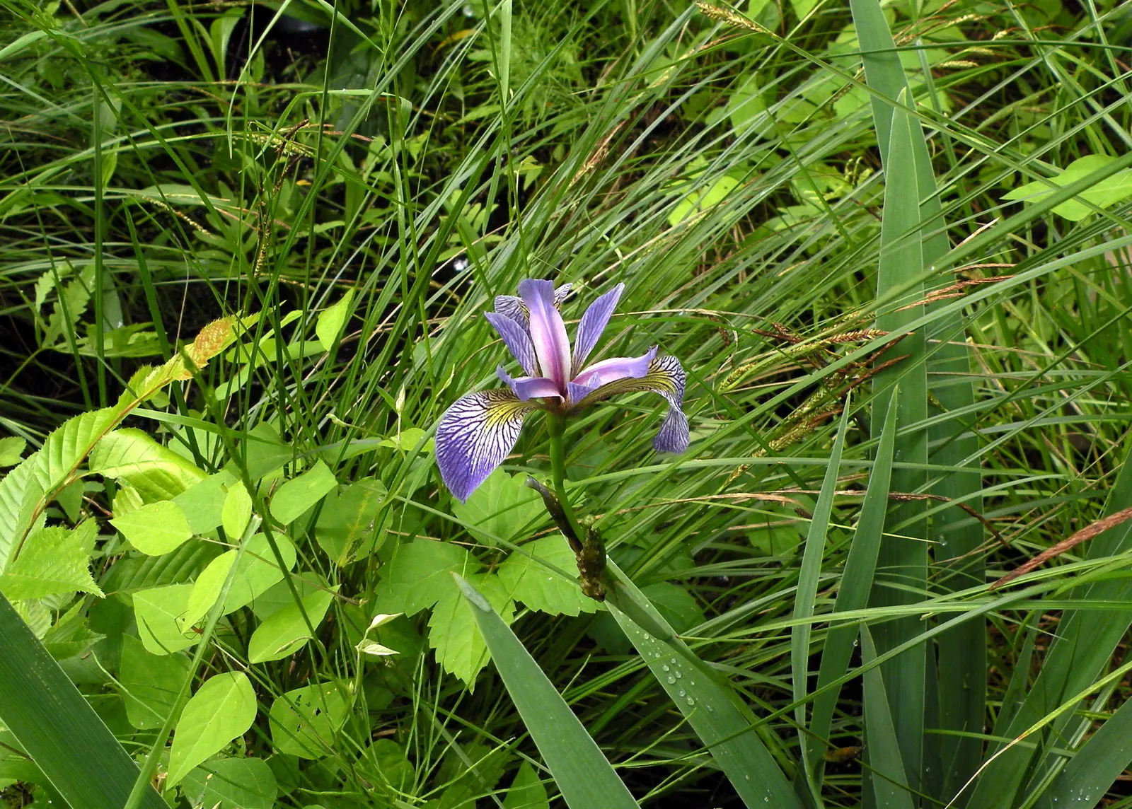 Douglas Iris (Iris Douglasiana) — blooming from April to June