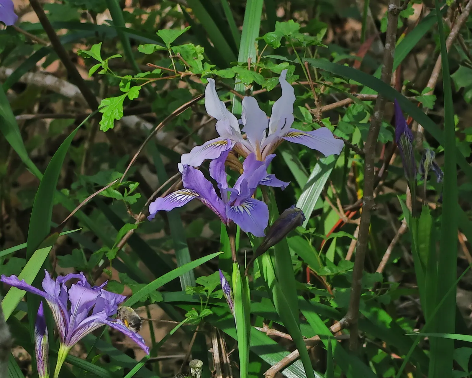 Douglas Iris (Iris Douglasiana) — With a mature height of 12-18 inches and spread of 12-24 inches