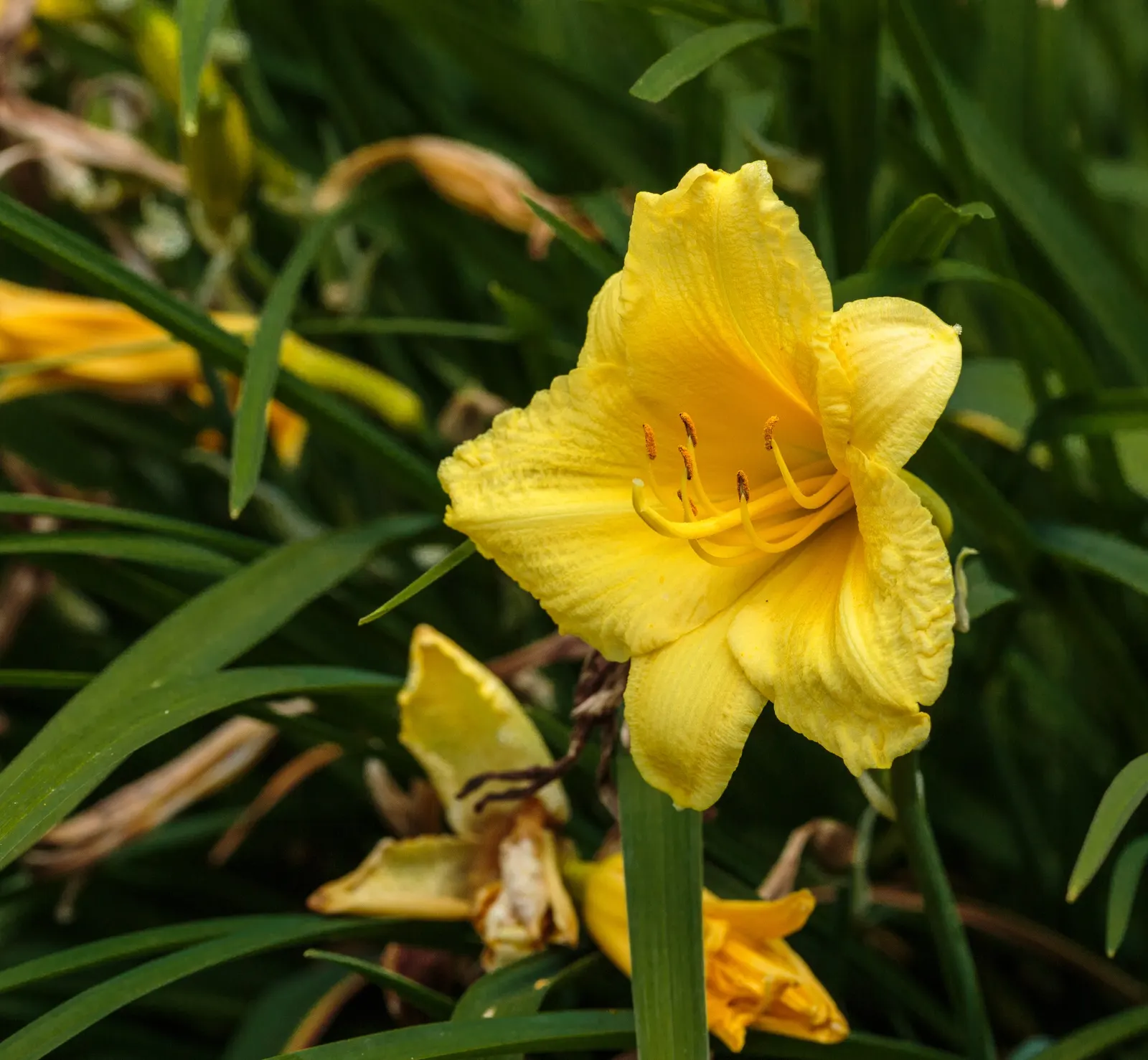 Happy Returns Daylily (Hemerocallis 'Happy Returns') — the Happy Returns daylily is adaptable to a range of soil conditions
