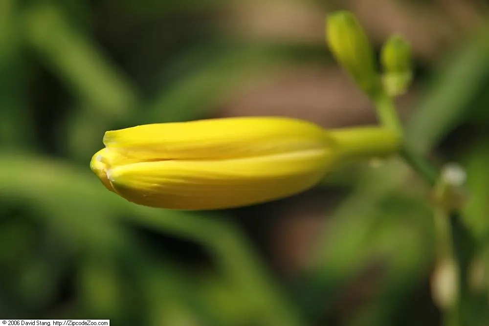 Happy Returns Daylily (Hemerocallis 'Happy Returns') — Prefers full sun to partial shade and well-drained soils