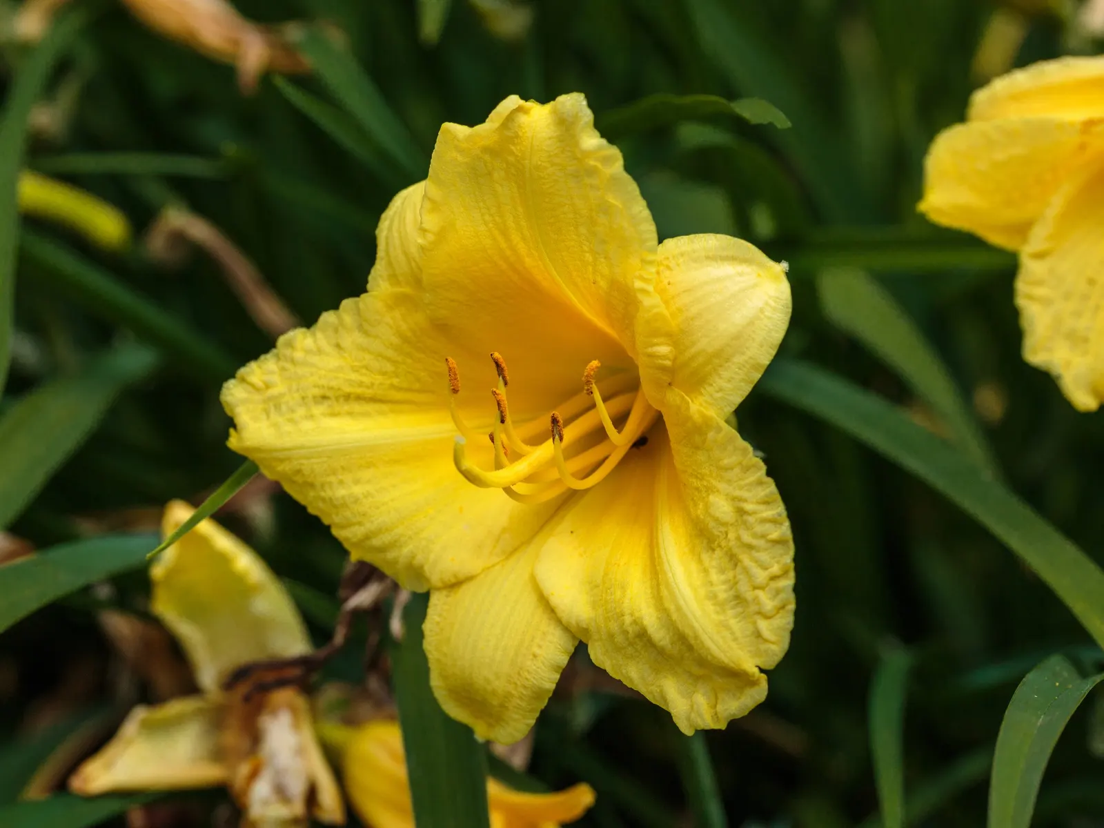 Happy Returns Daylily (Hemerocallis 'Happy Returns') — This daylily should be planted in full sun to light shade to optimize blooming