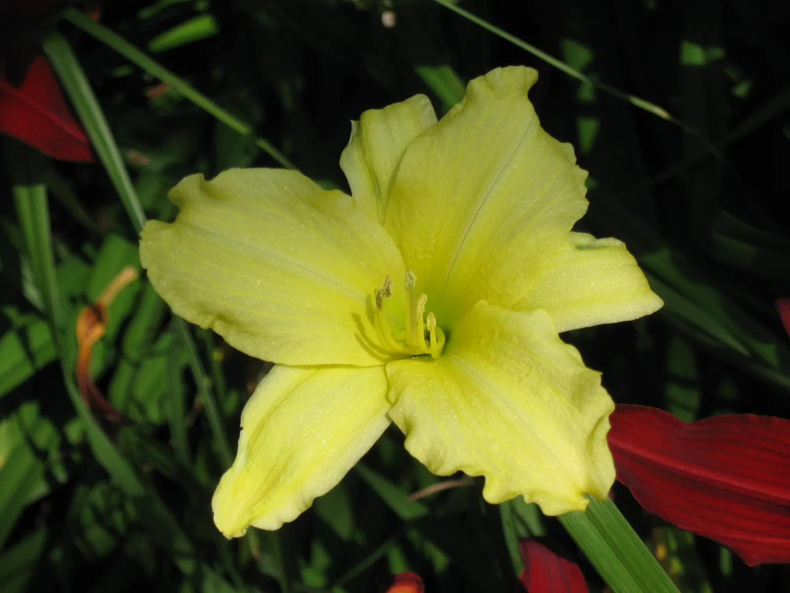 Happy Returns Daylily (Hemerocallis 'Happy Returns') — lemon-yellow flowers that reach approximately 3 inches in diameter