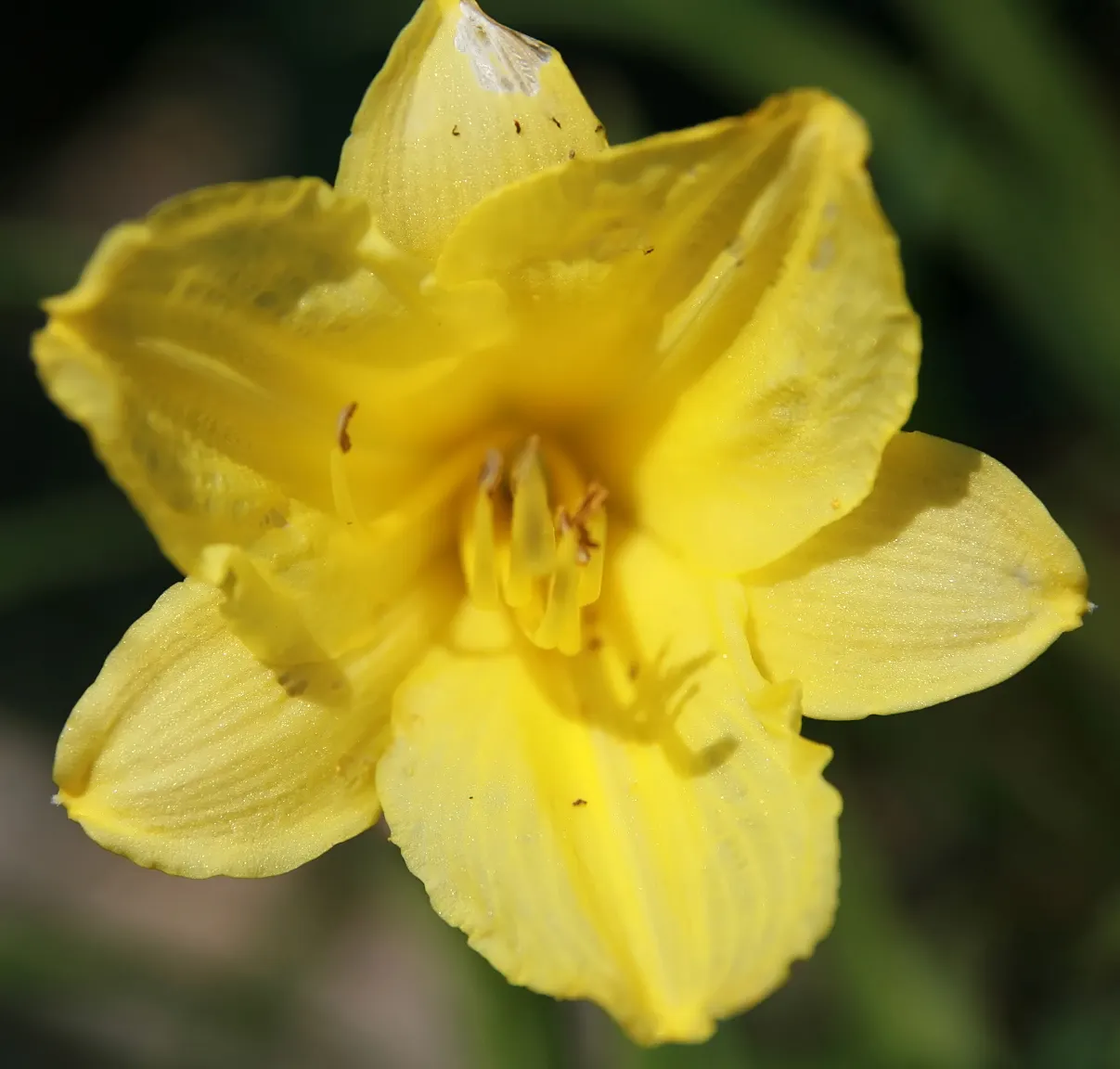 Happy Returns Daylily (Hemerocallis 'Happy Returns') — with low maintenance needs