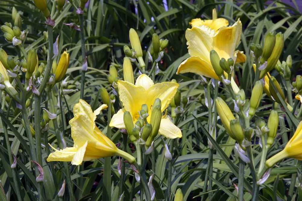 Happy Returns Daylily (Hemerocallis 'Happy Returns') — Each blossom unfurls for just a day
