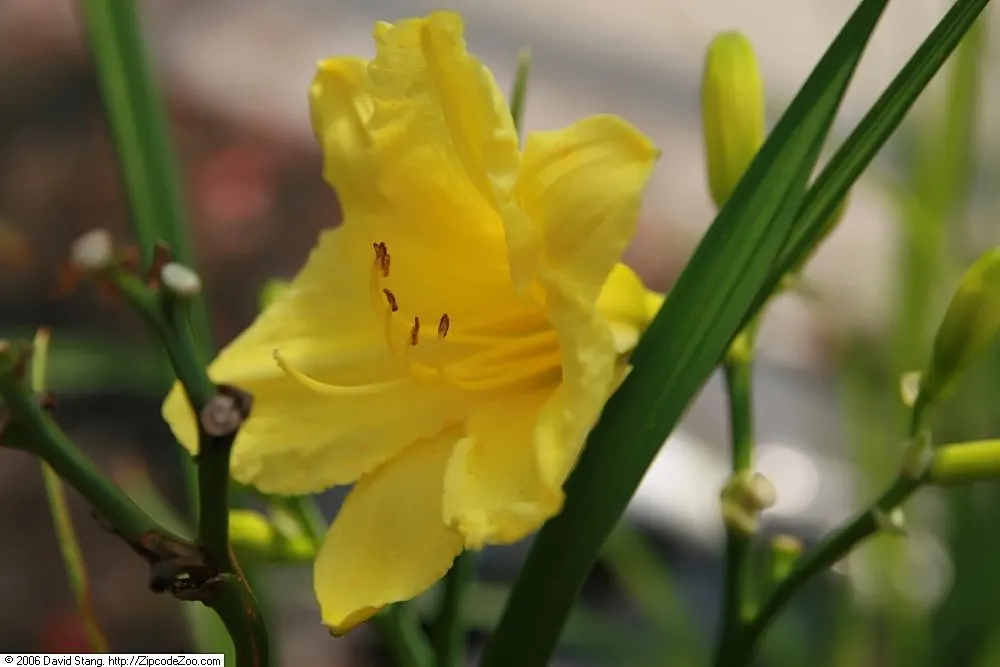 Happy Returns Daylily (Hemerocallis 'Happy Returns') — with low maintenance needs; this daylily variety showcases abundant