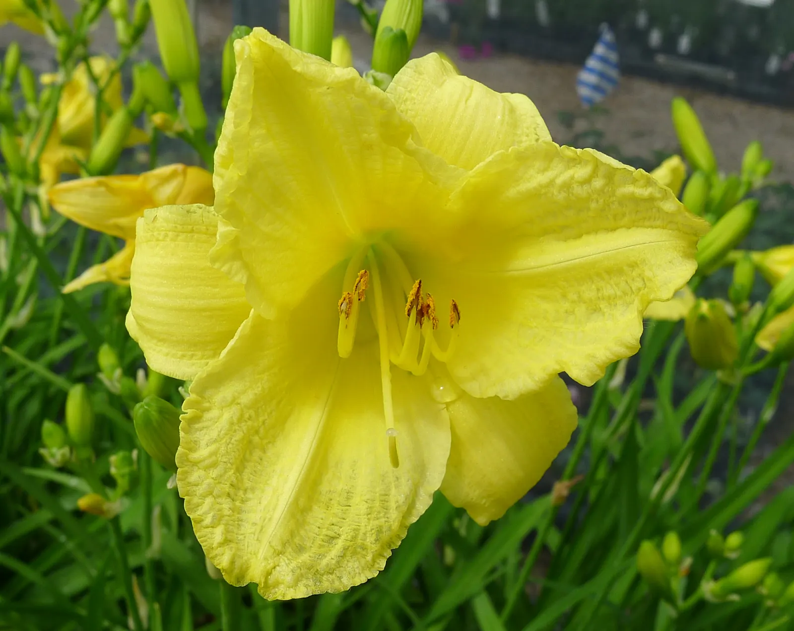 Happy Returns Daylily (Hemerocallis 'Happy Returns') — and flowers generously from early summer until fall; or as a bright addition to container gardens