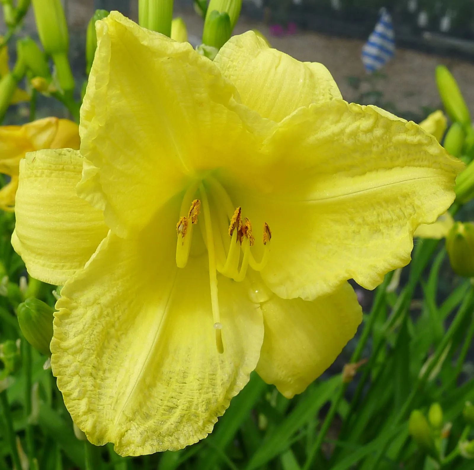 Happy Returns Daylily (Hemerocallis 'Happy Returns') — and flowers generously from early summer until fall