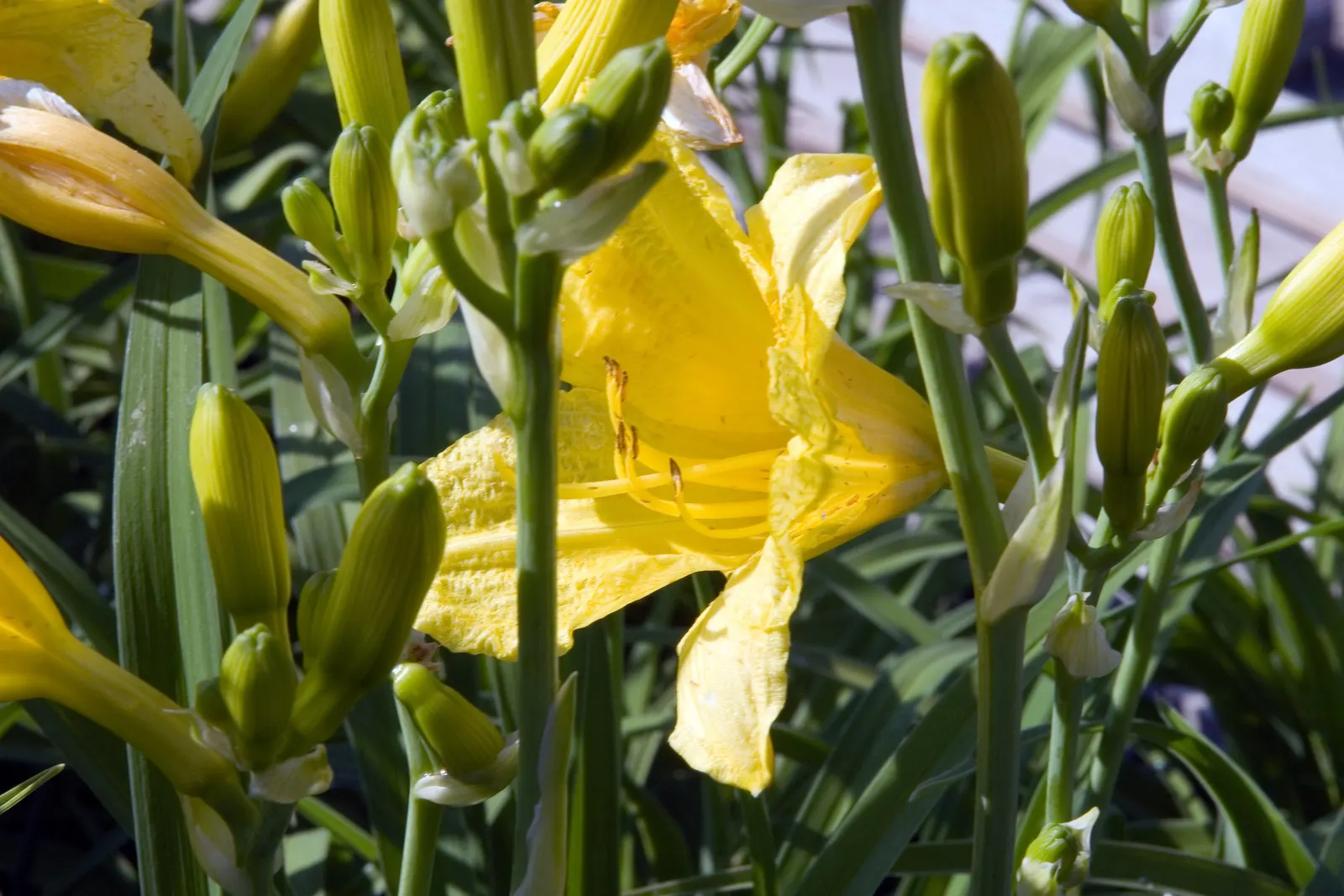 Happy Returns Daylily (Hemerocallis 'Happy Returns') — Its hardiness zones range from 3 to 9