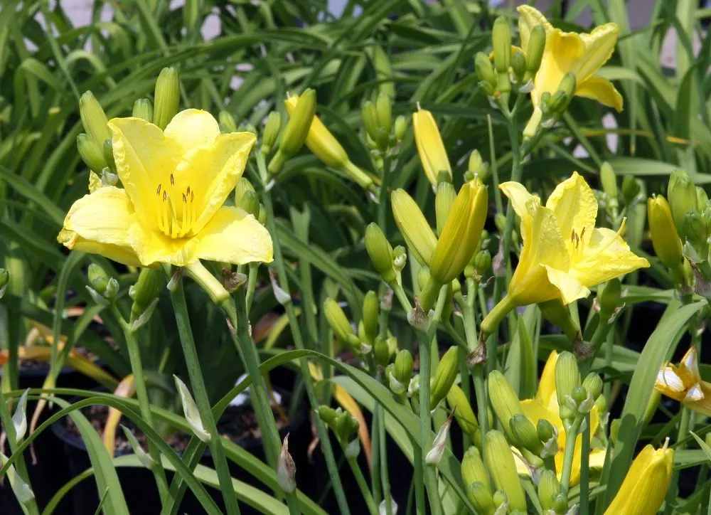 Happy Returns Daylily (Hemerocallis 'Happy Returns') — A descendant of the ever-popular Stella de Oro