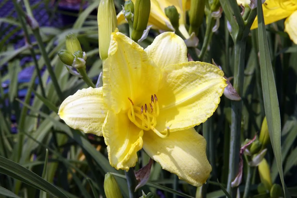 Happy Returns Daylily (Hemerocallis 'Happy Returns') — This continuous bloomer stands about 18 inches tall; each blossom unfurls for just a day