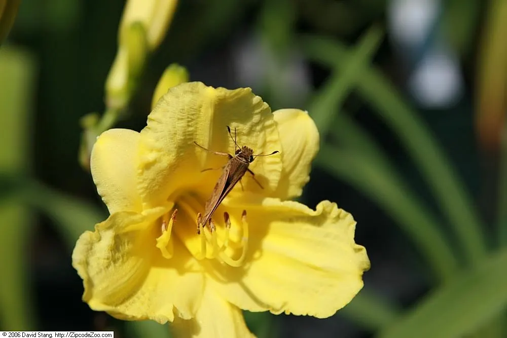 Happy Returns Daylily (Hemerocallis 'Happy Returns') — making it a low-maintenance and enduring choice for any landscape design