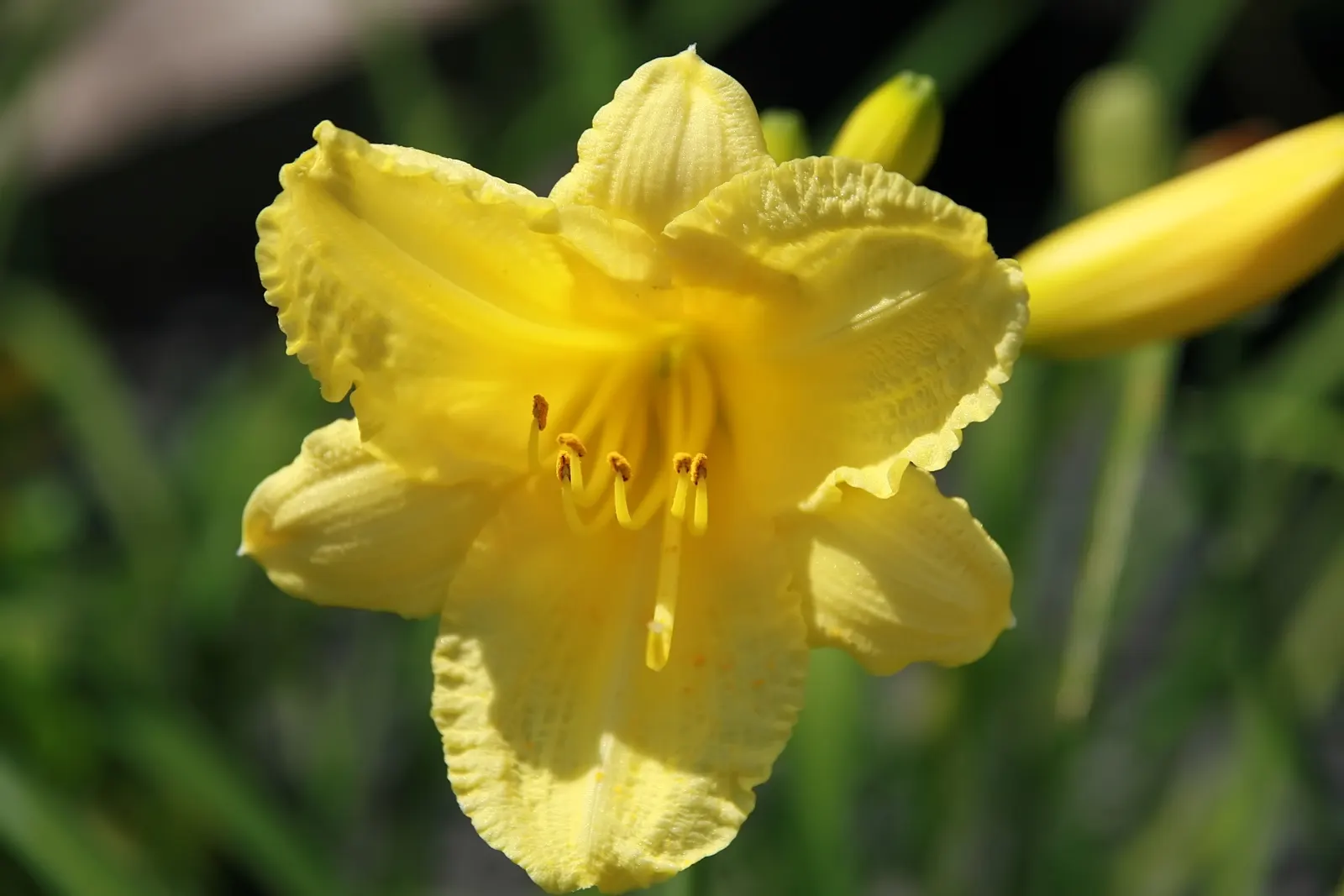 Happy Returns Daylily (Hemerocallis 'Happy Returns') — or as a bright addition to container gardens