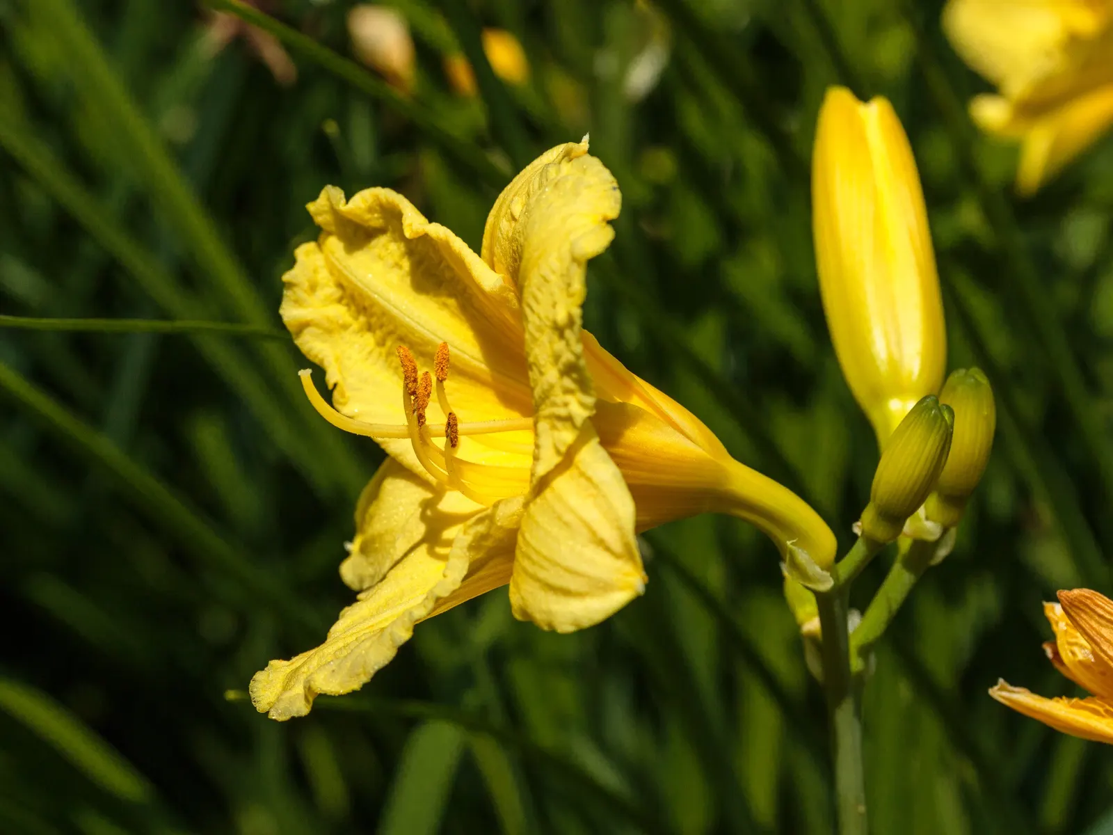 Happy Returns Daylily (Hemerocallis 'Happy Returns') — perennial with yellow blooms