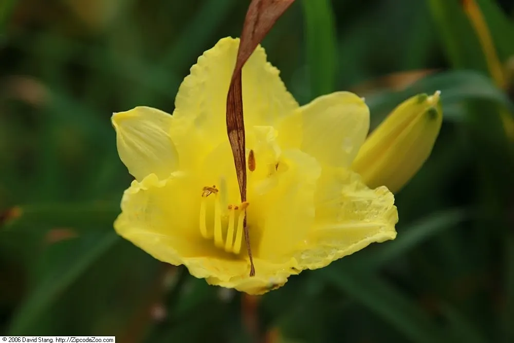Happy Returns Daylily (Hemerocallis 'Happy Returns') — The Happy Returns daylily is generally pest and disease resistant