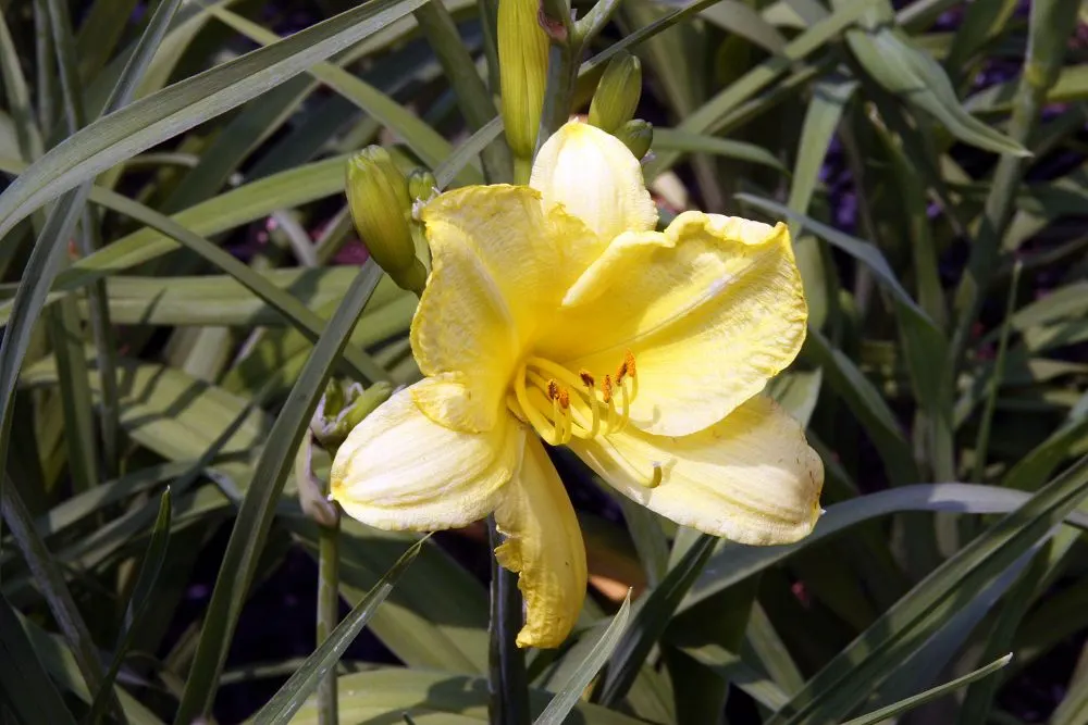 Happy Returns Daylily (Hemerocallis 'Happy Returns') — although it thrives best in well-drained loam