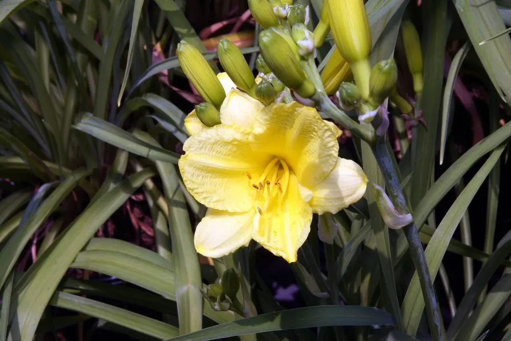 Happy Returns Daylily (Hemerocallis 'Happy Returns') — The Happy Returns Daylily (Hemerocallis 'Happy Returns') is a reliable perennial famed for its