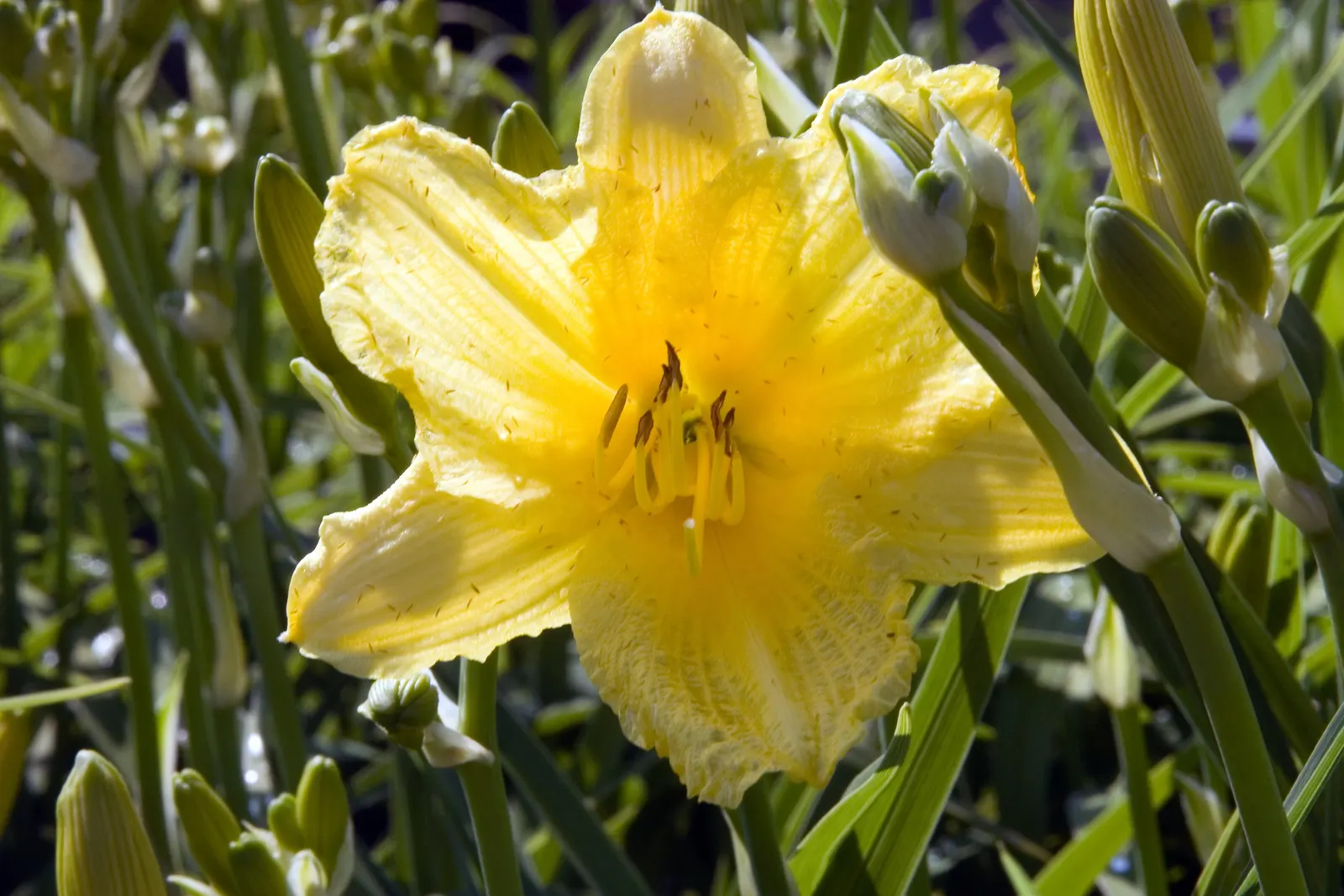 Happy Returns Daylily (Hemerocallis 'Happy Returns') — making it ideal for a variety of garden settings