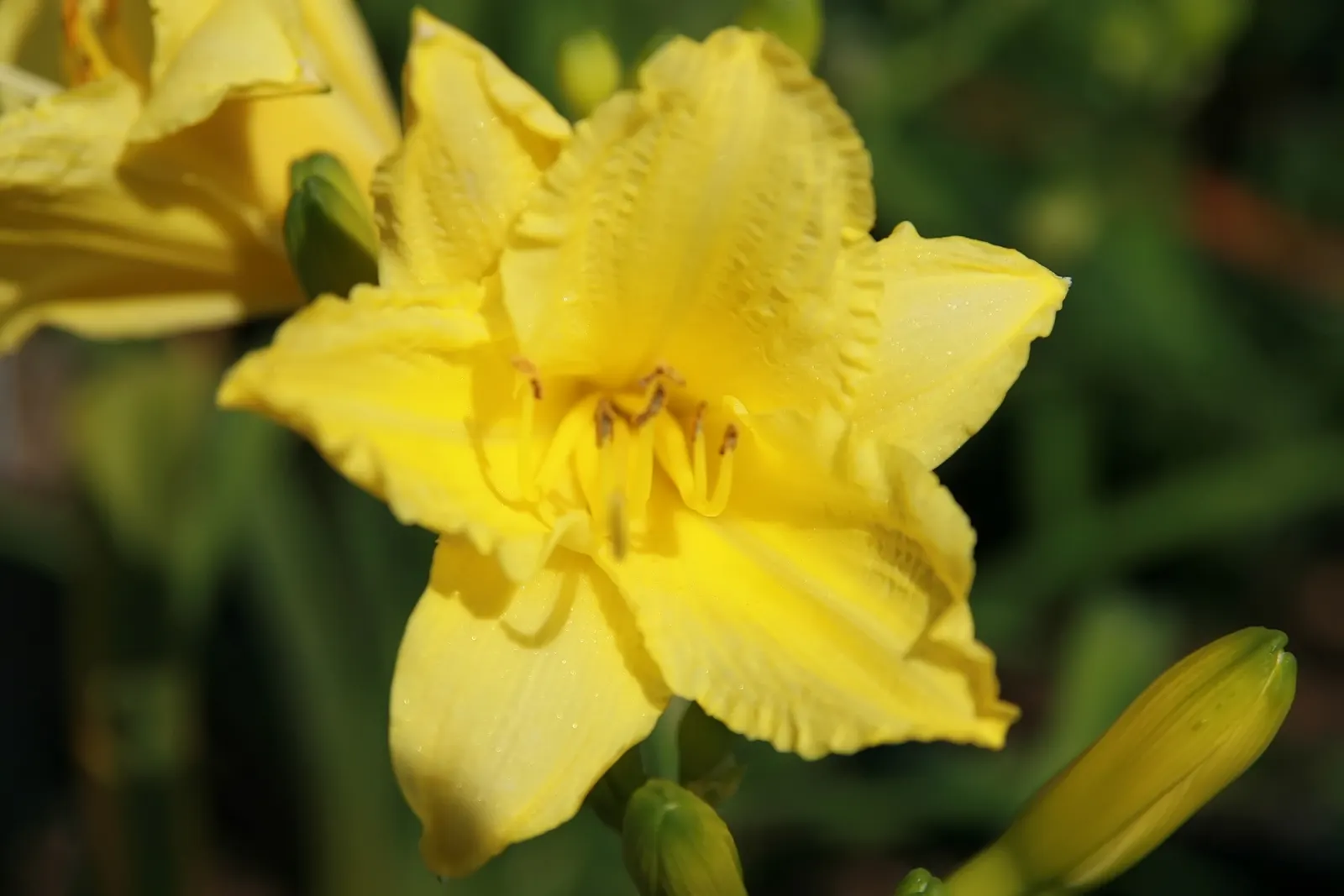 Happy Returns Daylily (Hemerocallis 'Happy Returns') — yellow flowers in the garden