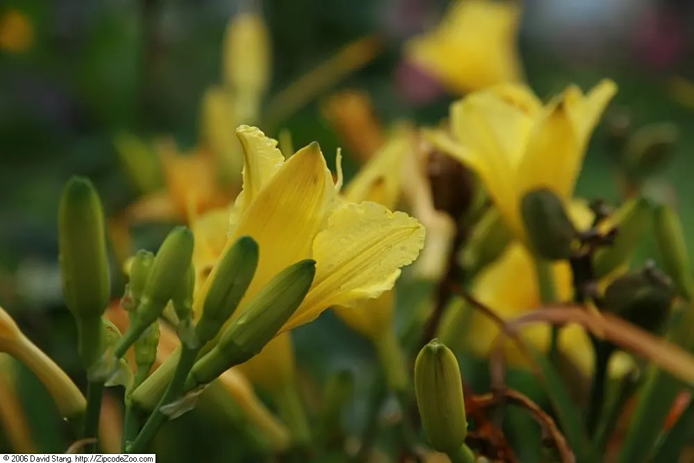 Happy Returns Daylily (Hemerocallis 'Happy Returns') — With an average height of 18 inches and a spread up to 24 inches
