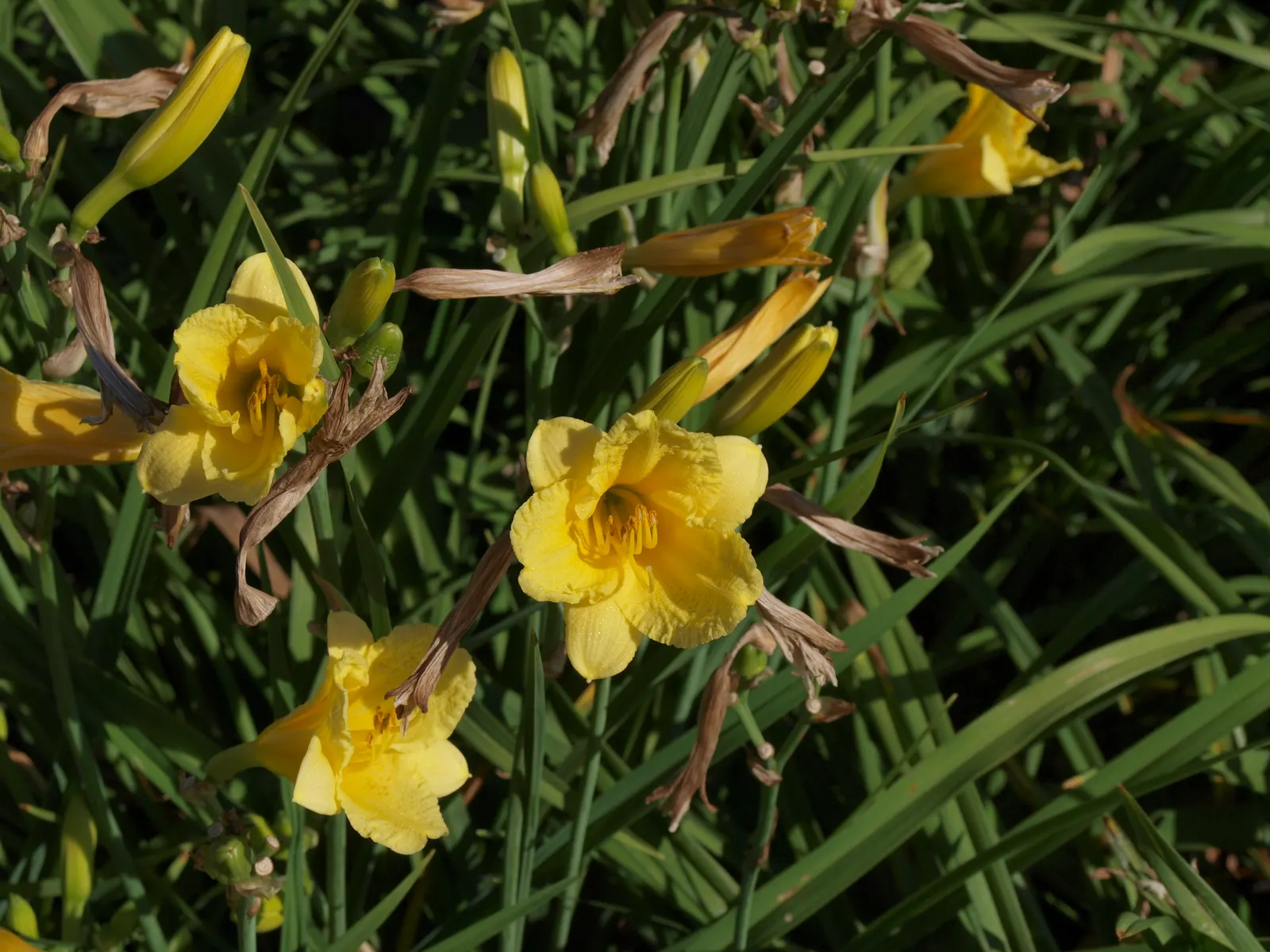 Happy Returns Daylily (Hemerocallis 'Happy Returns') — it is an excellent choice for front-of-the-border placements