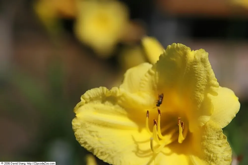 Happy Returns Daylily (Hemerocallis 'Happy Returns') — This continuous bloomer stands about 18 inches tall
