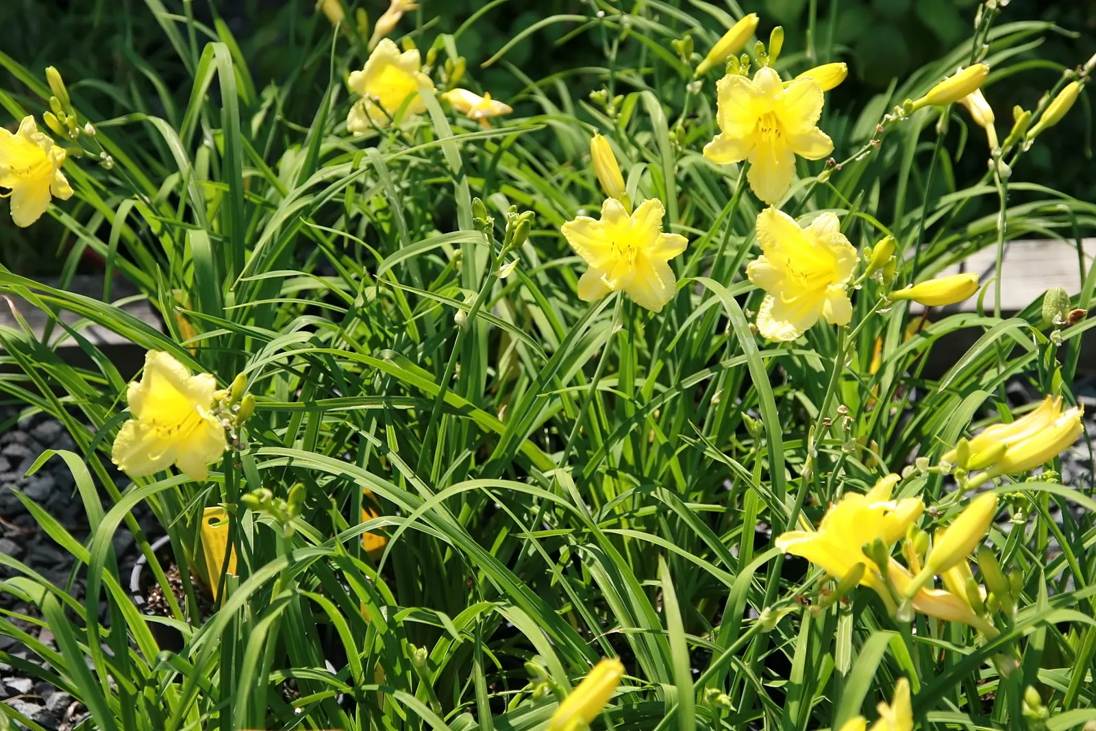 Happy Returns Daylily (Hemerocallis 'Happy Returns') — The Happy Returns Daylily (Hemerocallis 'Happy Returns') is a reliable perennial famed for its delightful