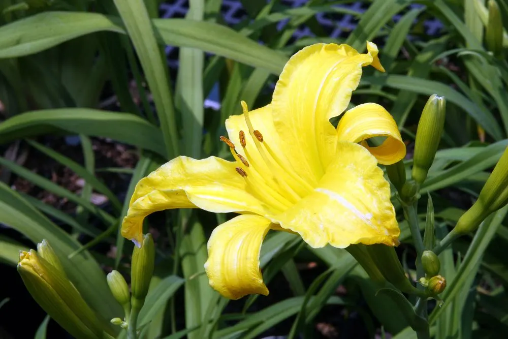Happy Returns Daylily (Hemerocallis 'Happy Returns') — this daylily variety showcases abundant