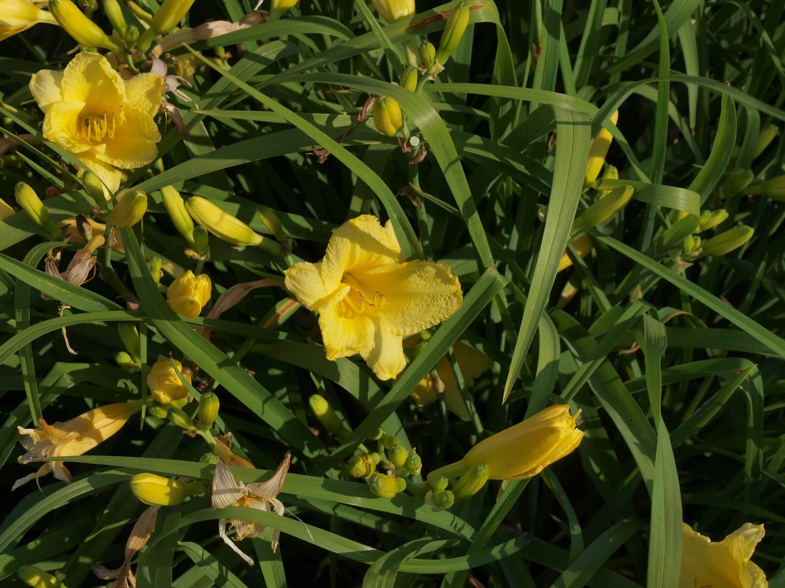 Happy Returns Daylily (Hemerocallis 'Happy Returns') — Its hardiness zones range from 3 to 9; this continuous bloomer stands about 18 inches tall