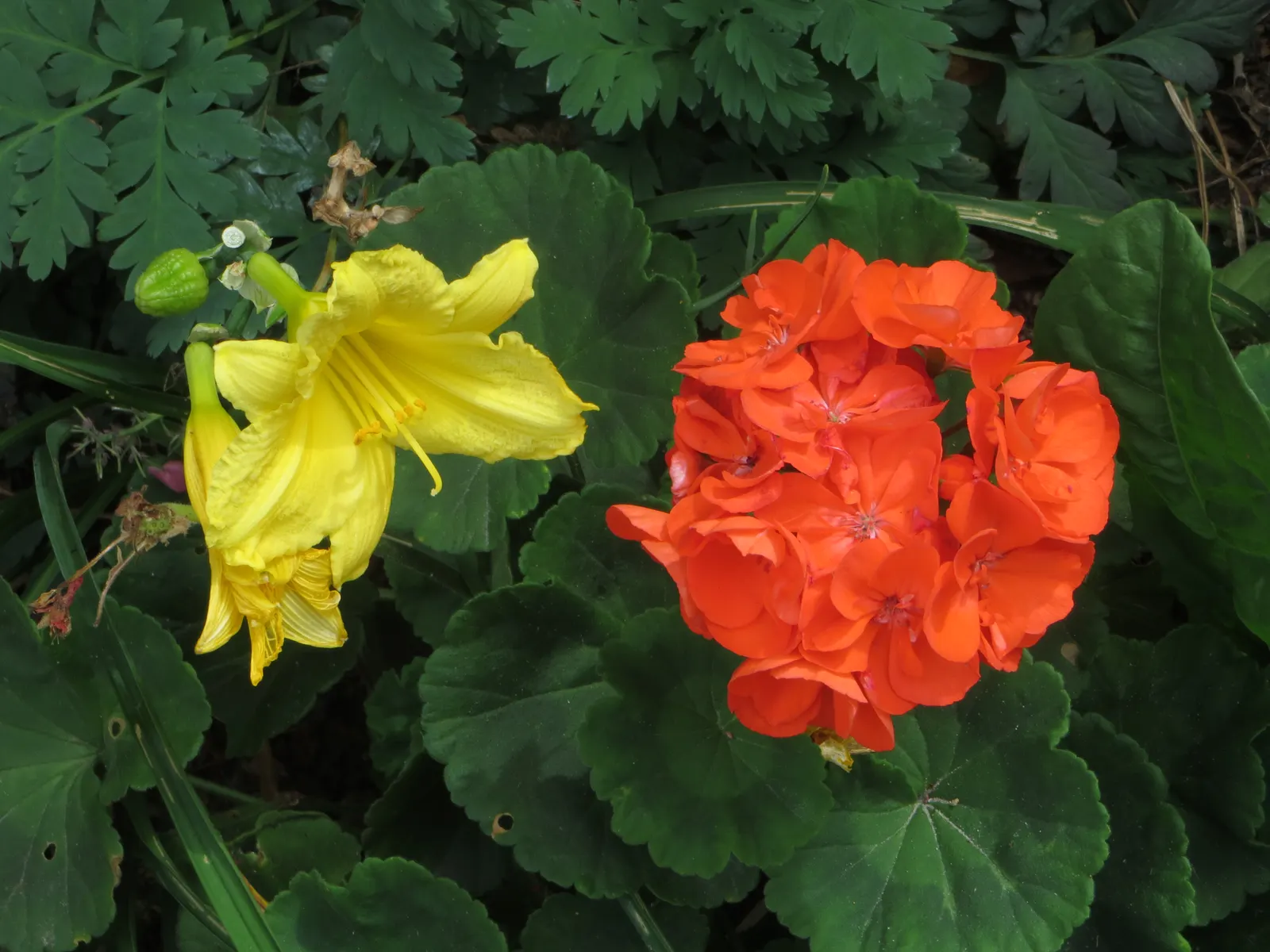 Happy Returns Daylily (Hemerocallis 'Happy Returns') — yet this cultivar produces an impressive succession of blooms