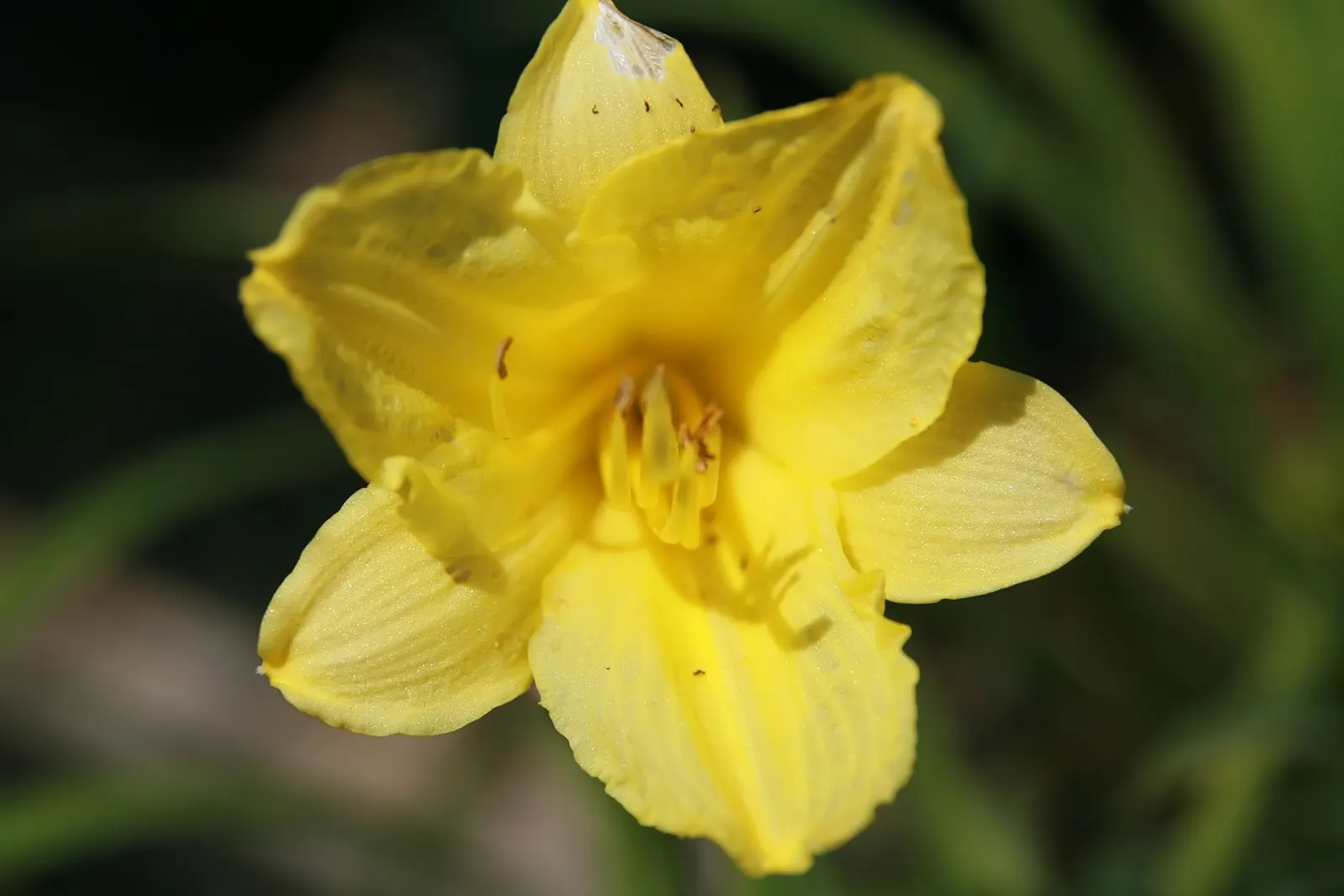 Happy Returns Daylily (Hemerocallis 'Happy Returns') — perennial for full or half