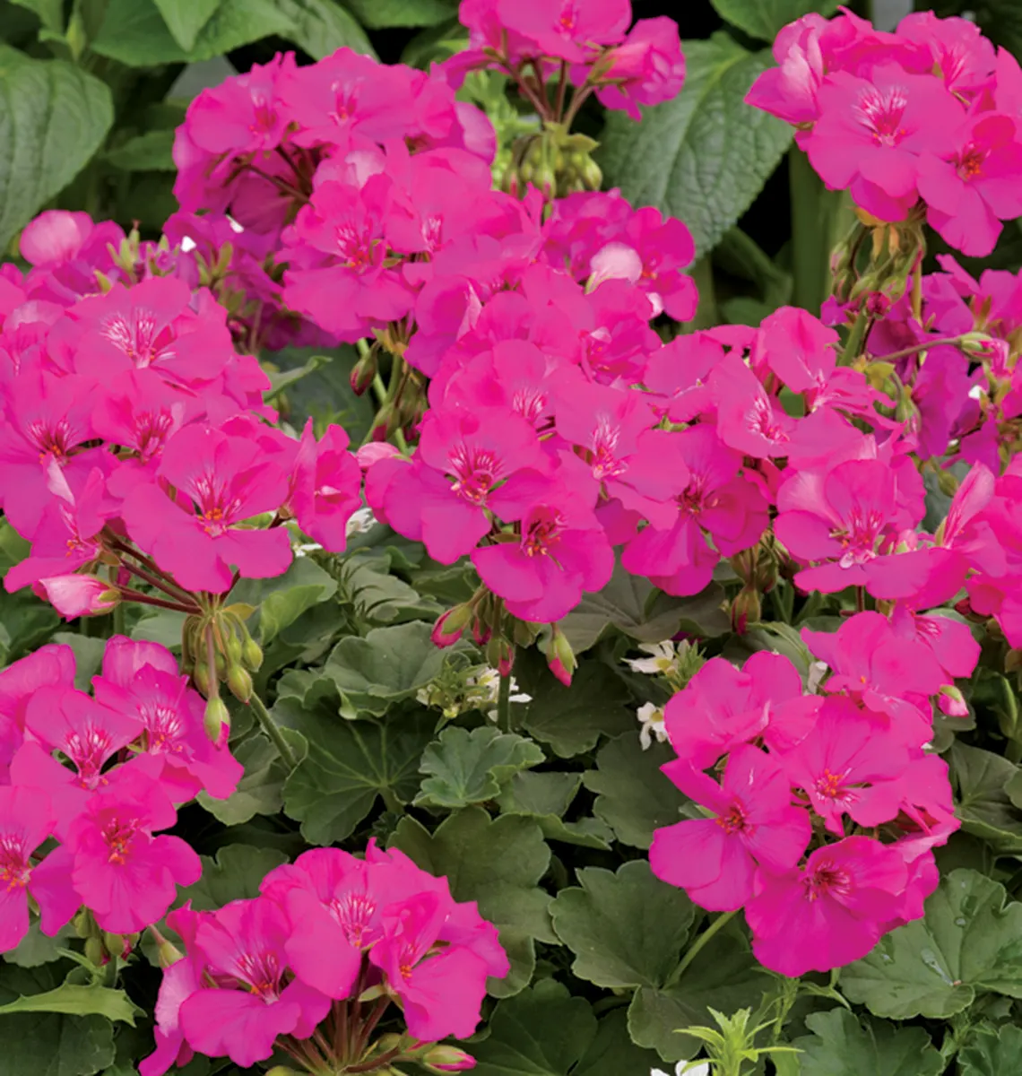 Lavender Rose Geranium (Pelargonium interspecific) — commonly referred to as Lavender Rose Geranium