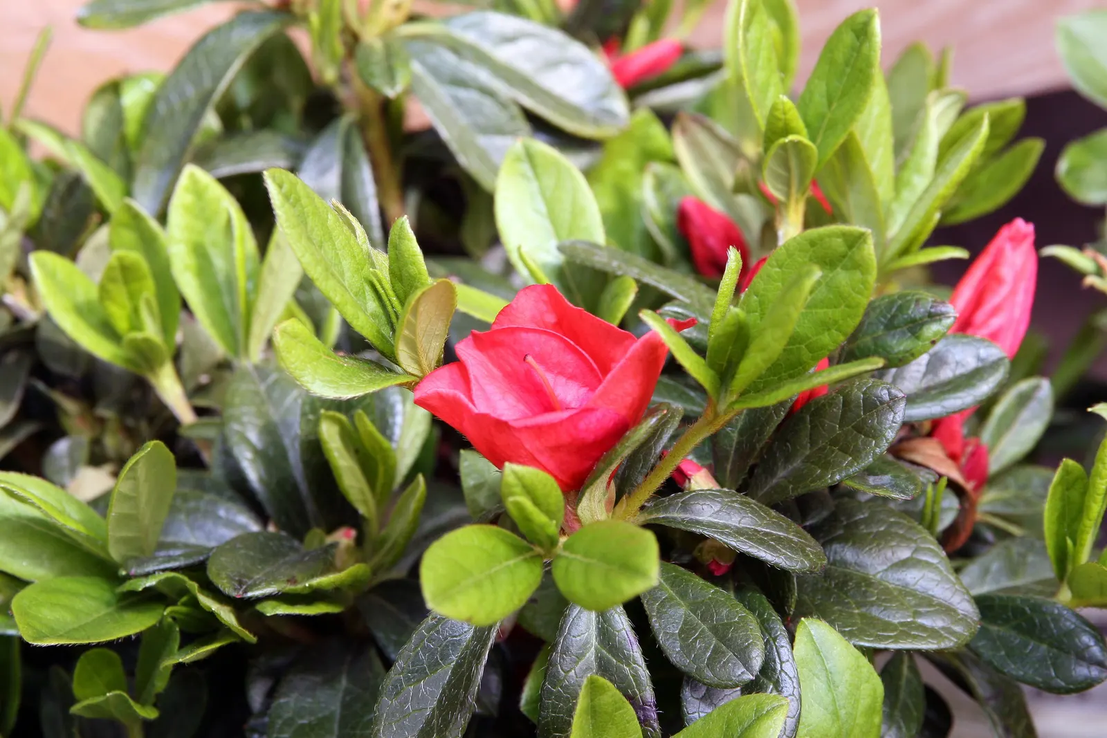 Autumn Sunset Azalea (Azalea Encore 'Autumn Sunset&reg;') — The Autumn Sunset Azalea (Azalea Encore 'Autumn Sunset&reg;') is a striking, repeat-blooming shrub