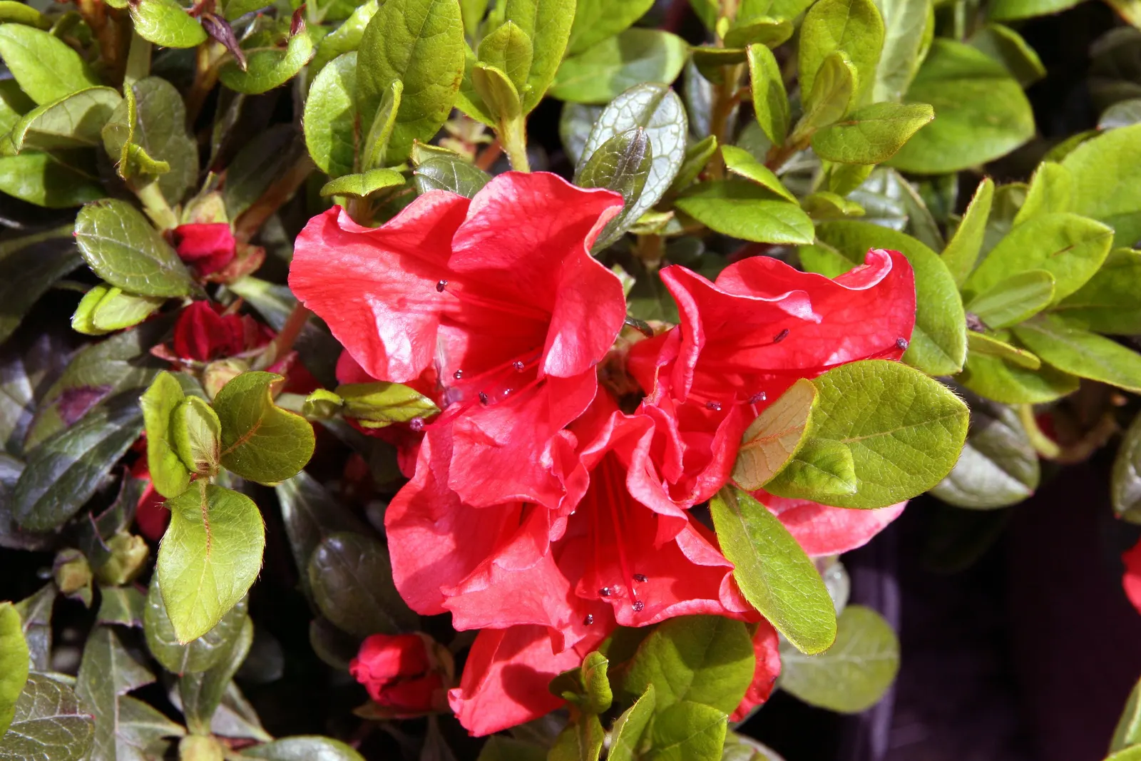 Autumn Sunset Azalea (Azalea Encore 'Autumn Sunset&reg;') — With its velvety red flowers measuring 2-3 inches across, it brings vibrant color to fall landscapes