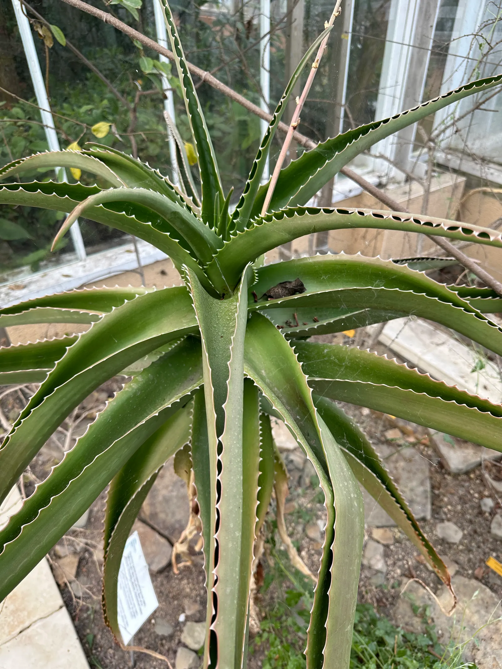 Malagasy Tree Aloe (Aloe Vaombe) — This arborescent aloe features a robust, upright single trunk that can reach 15 feet in height