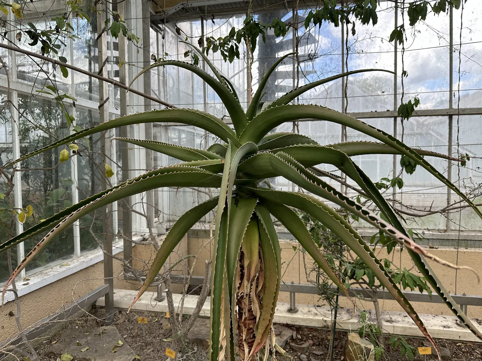 Malagasy Tree Aloe (Aloe Vaombe) — These floral spikes are a haven for pollinators such as hummingbirds and bees