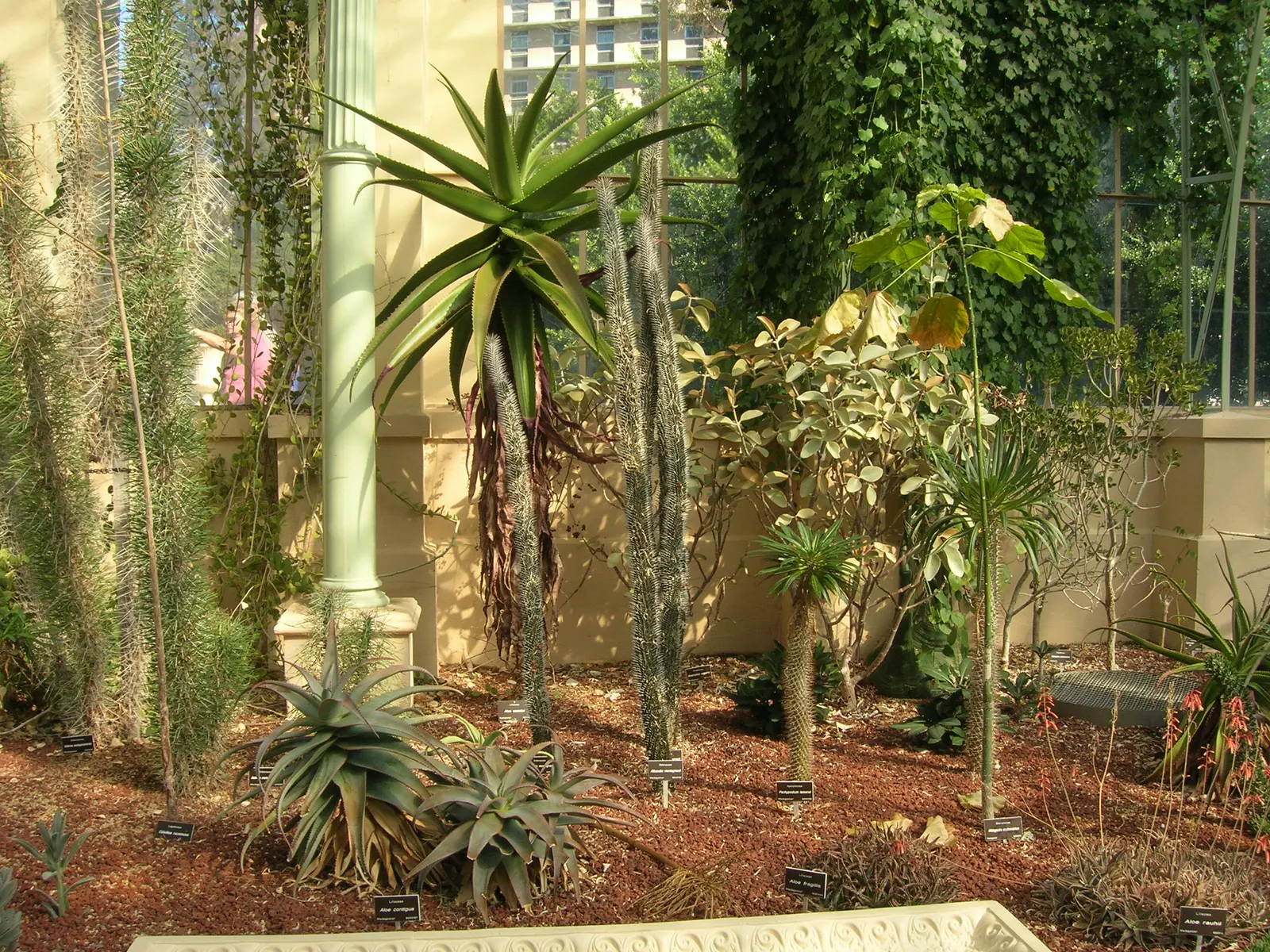 Malagasy Tree Aloe (Aloe Vaombe) — Its vibrant green, recurved leaves with red-toothed margins form a dense rosette