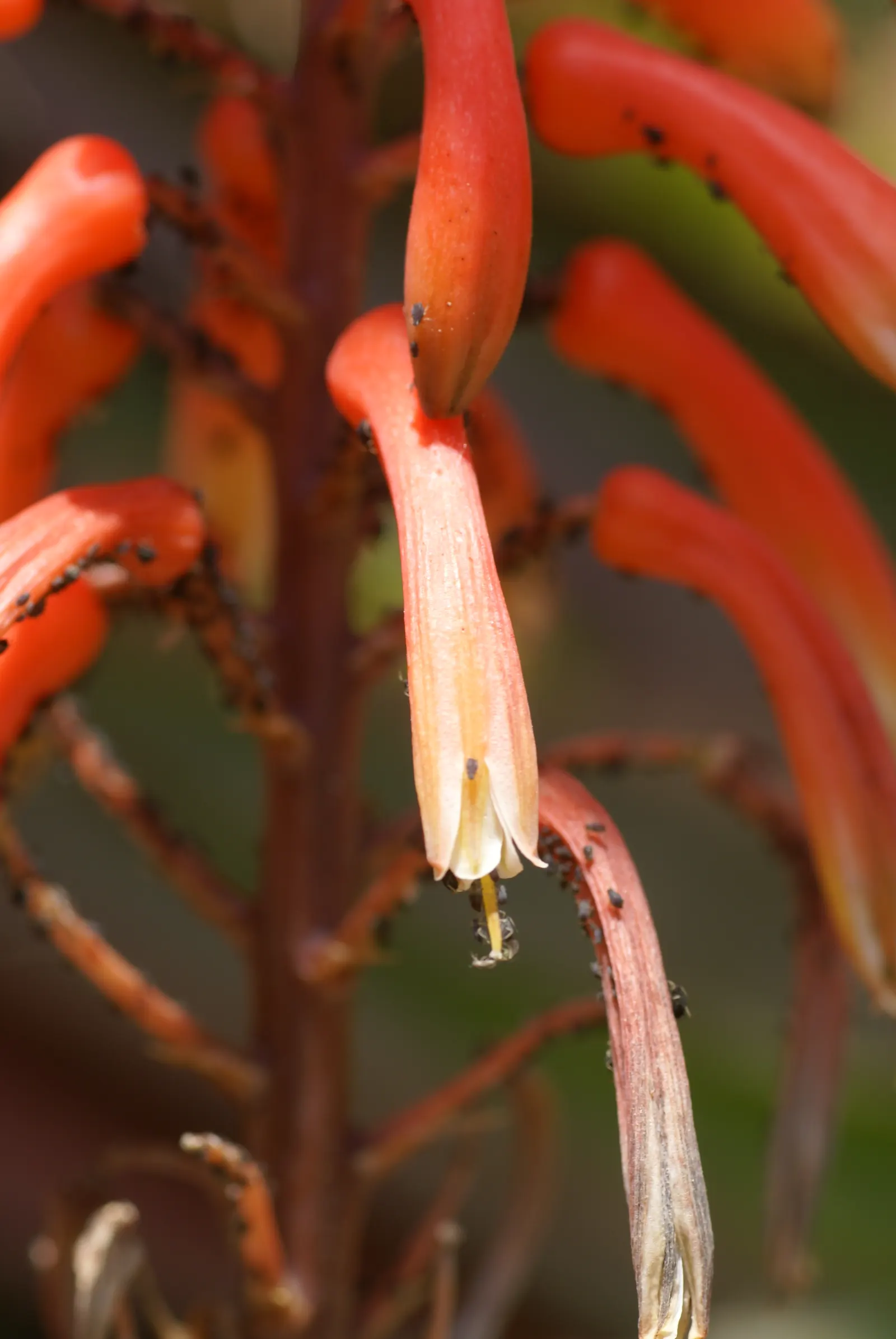 Malagasy Tree Aloe (Aloe Vaombe) — Requires full sun and well-draining soil, with minimal watering once established