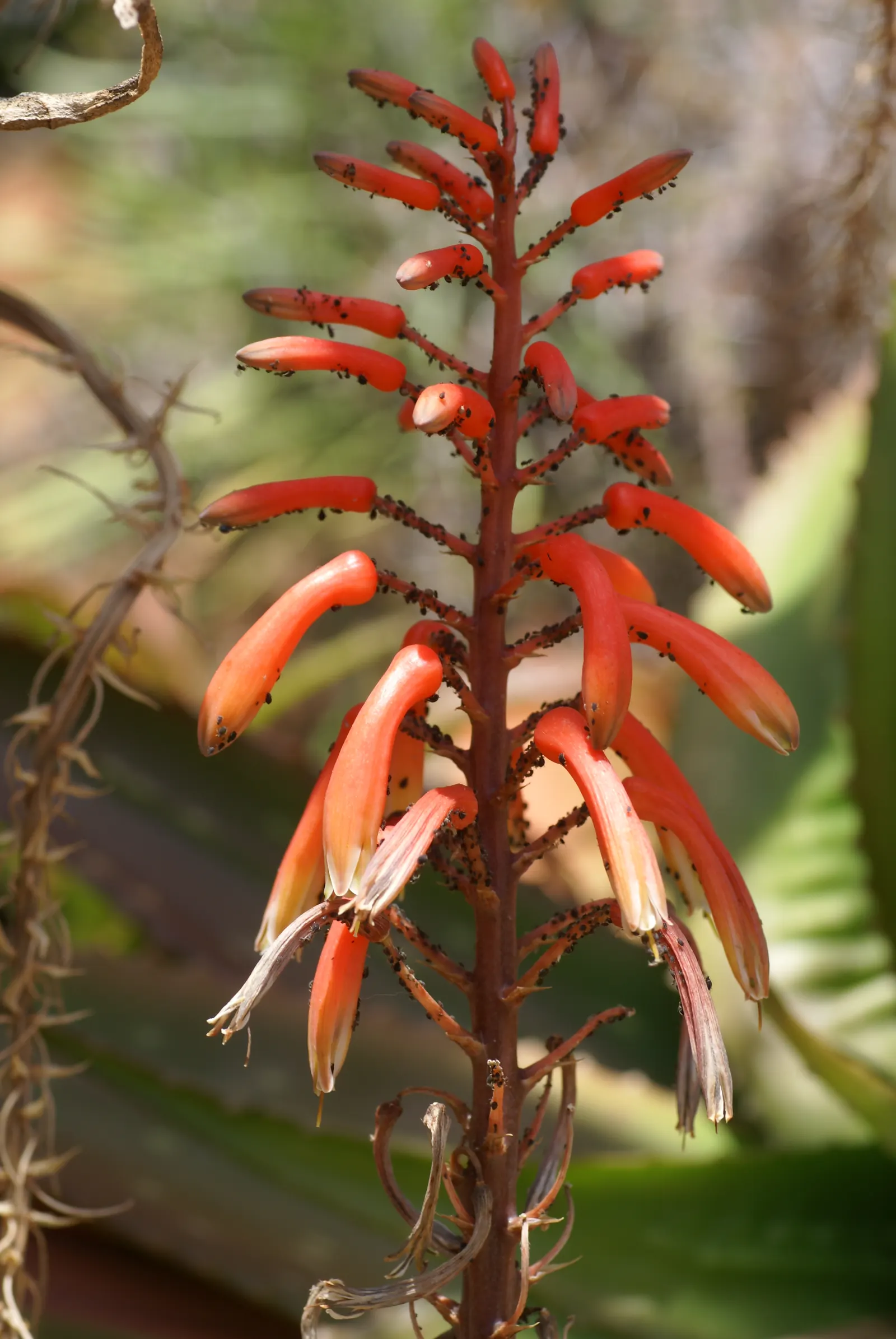Malagasy Tree Aloe (Aloe Vaombe) — which rise in multi-branched inflorescences reaching upwards of 3 to 4 feet above the foliage