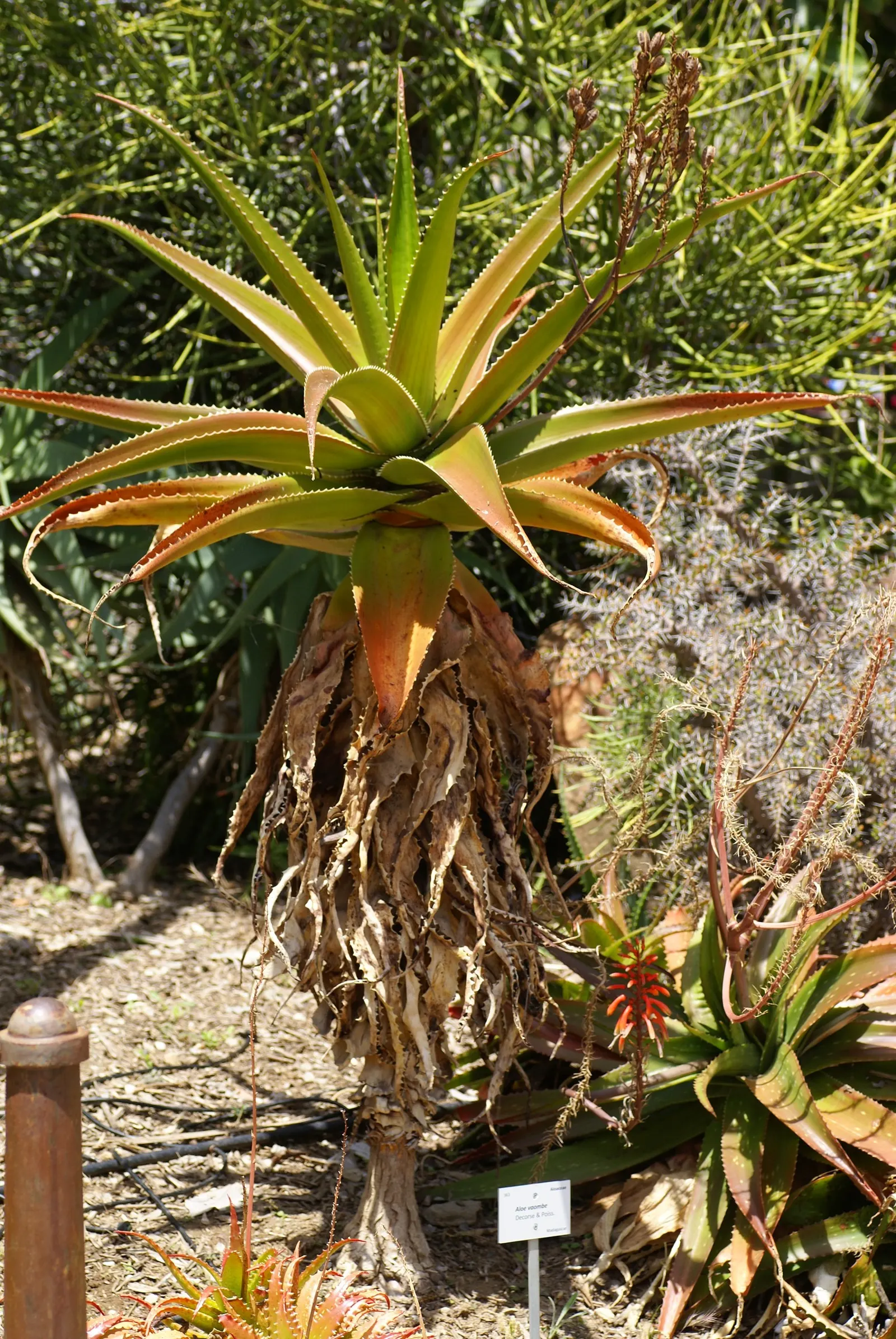 Malagasy Tree Aloe (Aloe Vaombe) — This hardy tree reaches average heights of about 8 to 12 feet