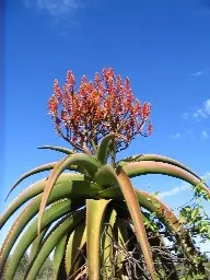 Malagasy Tree Aloe (Aloe Vaombe) — Malagasy Tree Aloe (Aloe vaombe) is a striking specimen, native to Madagascar