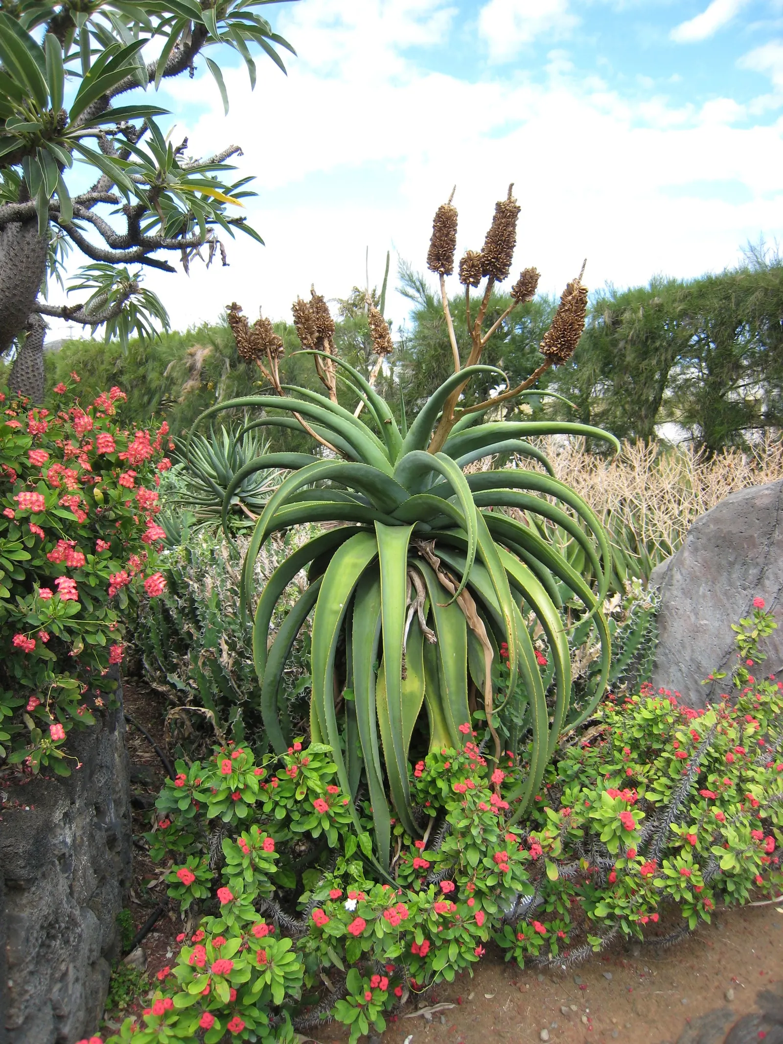 Malagasy Tree Aloe (Aloe Vaombe) — In winter, it blooms with red-orange flowers on tall stalks, adding a dramatic touch